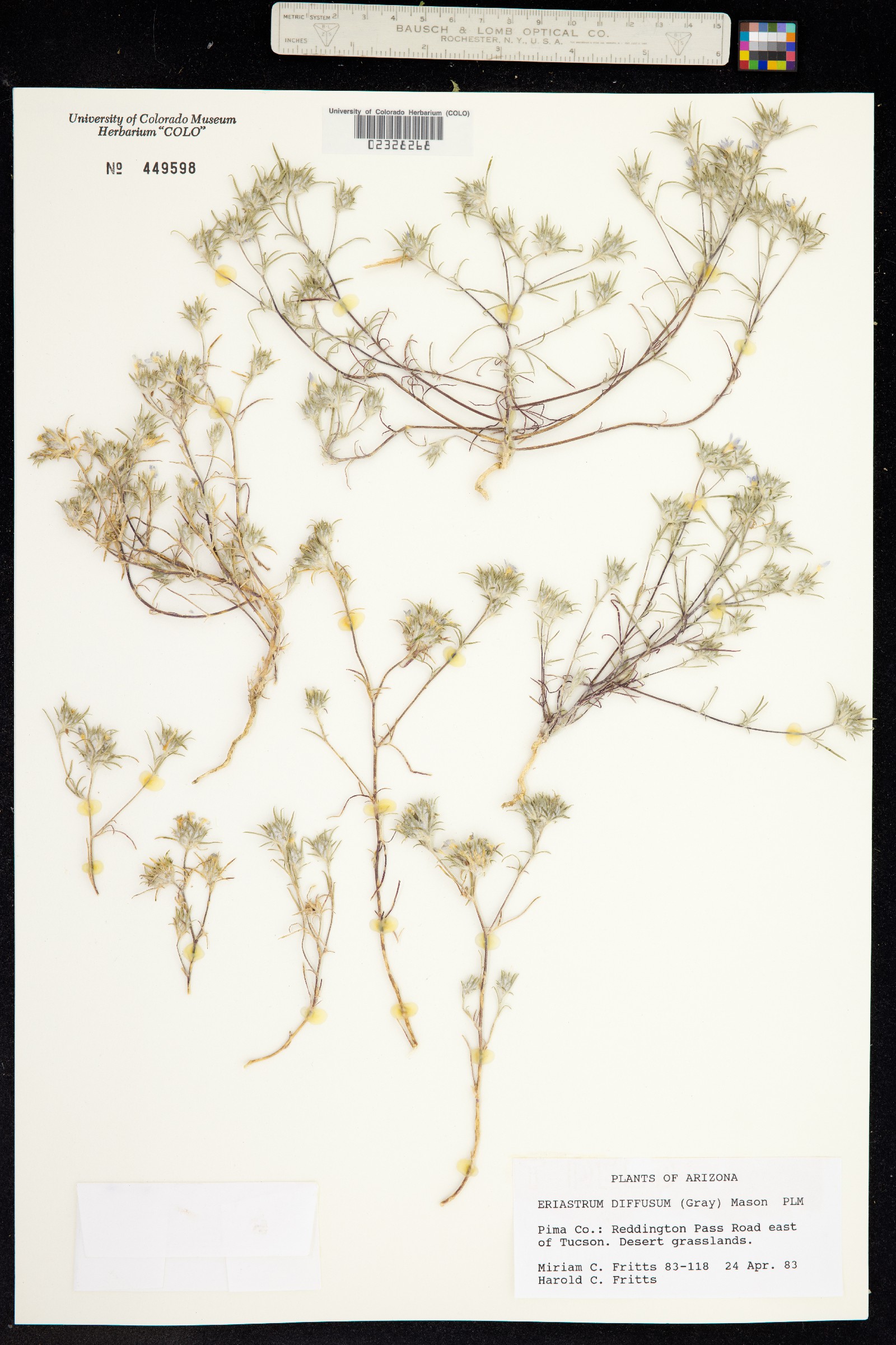 Eriastrum diffusum image