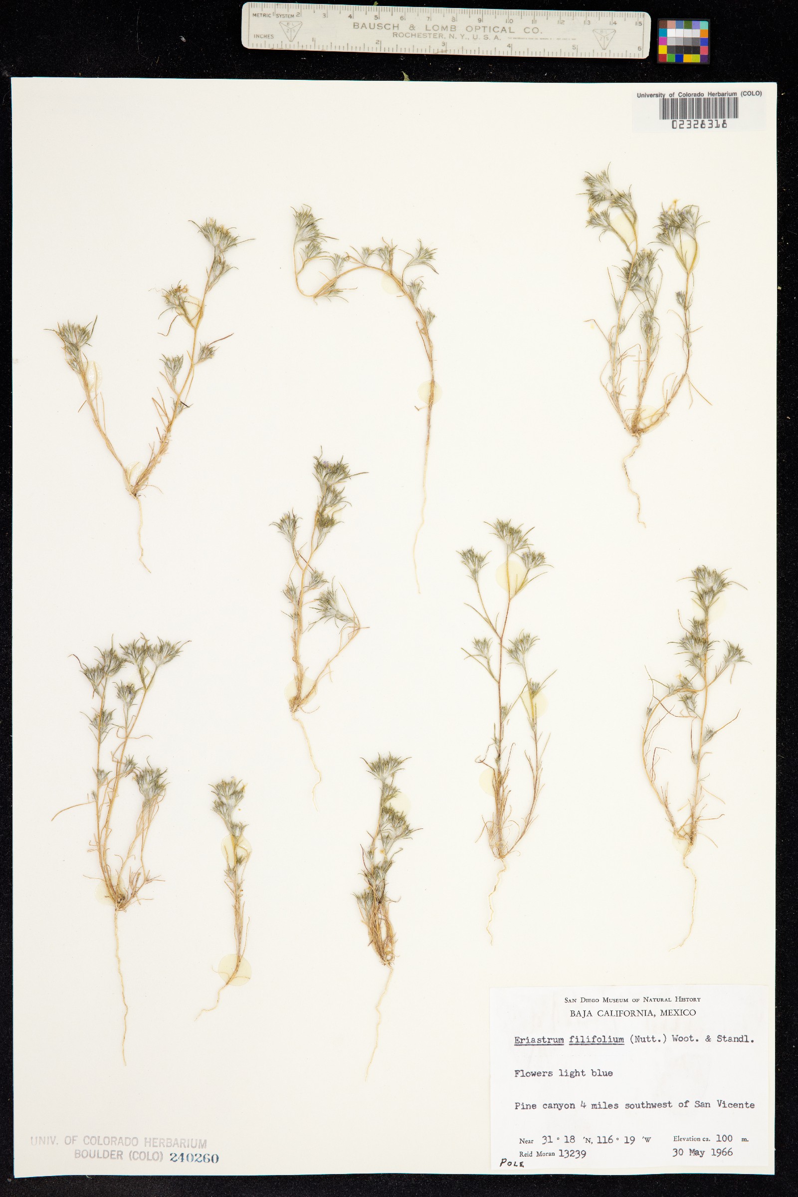 Eriastrum diffusum image