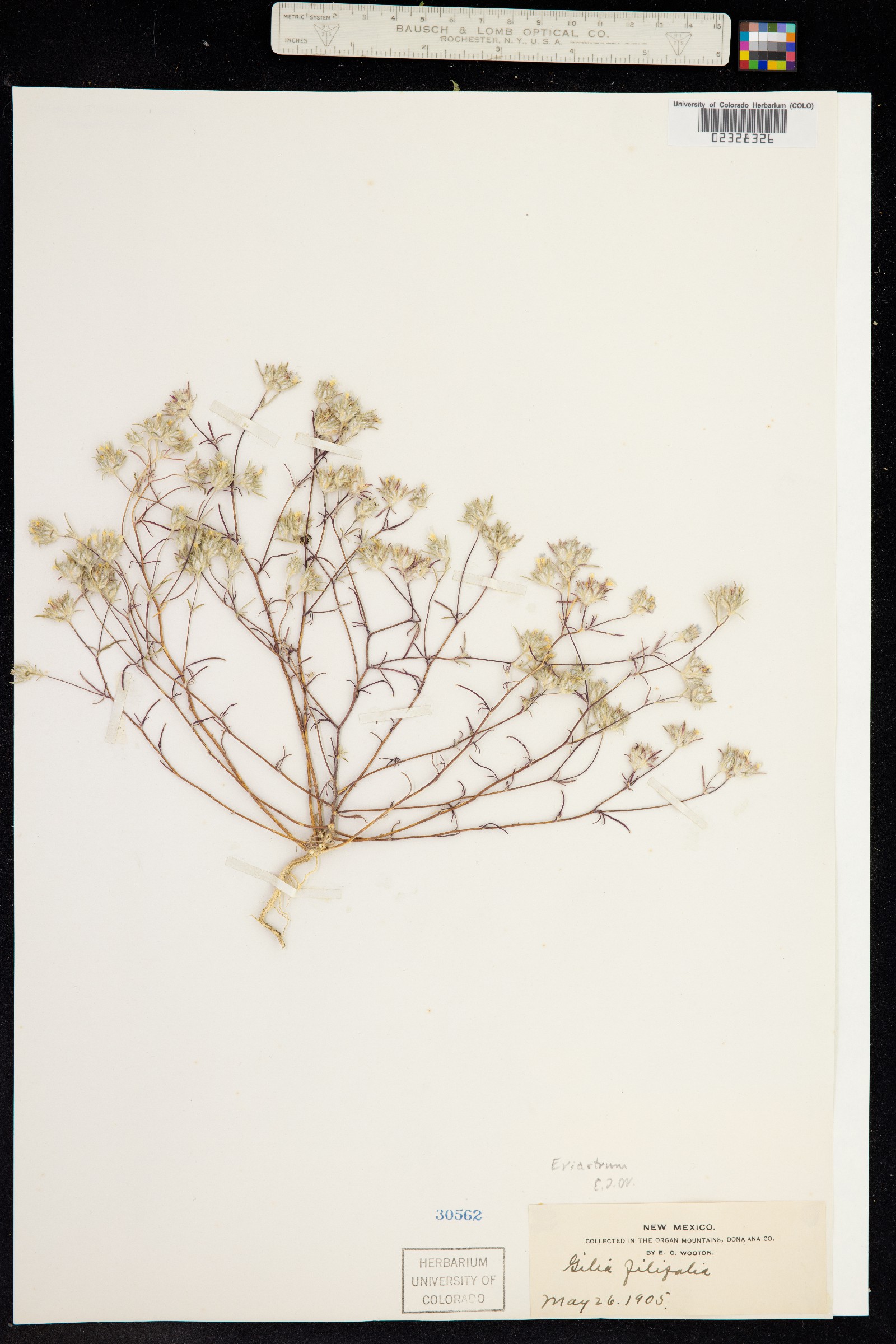 Eriastrum diffusum image