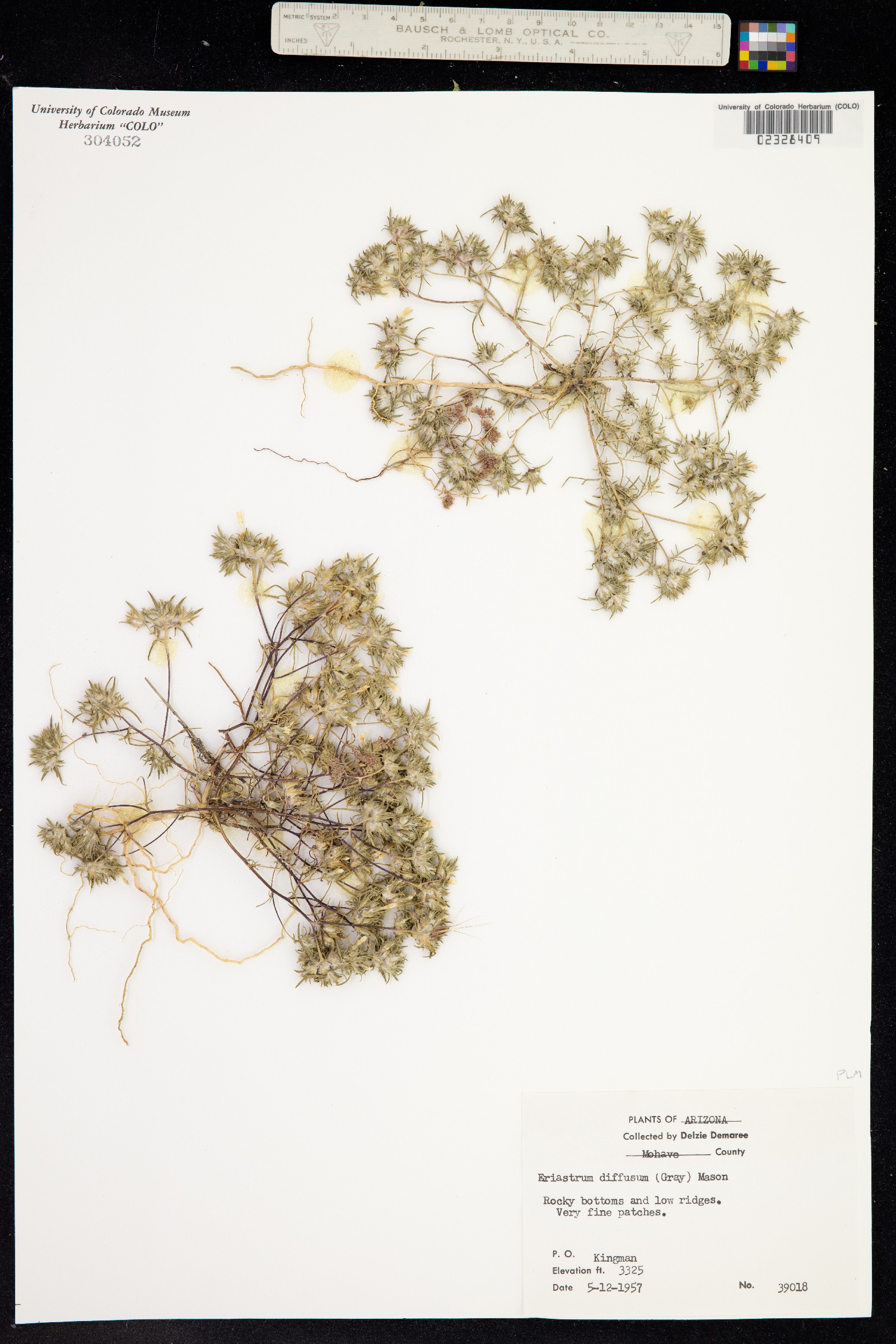 Eriastrum diffusum image