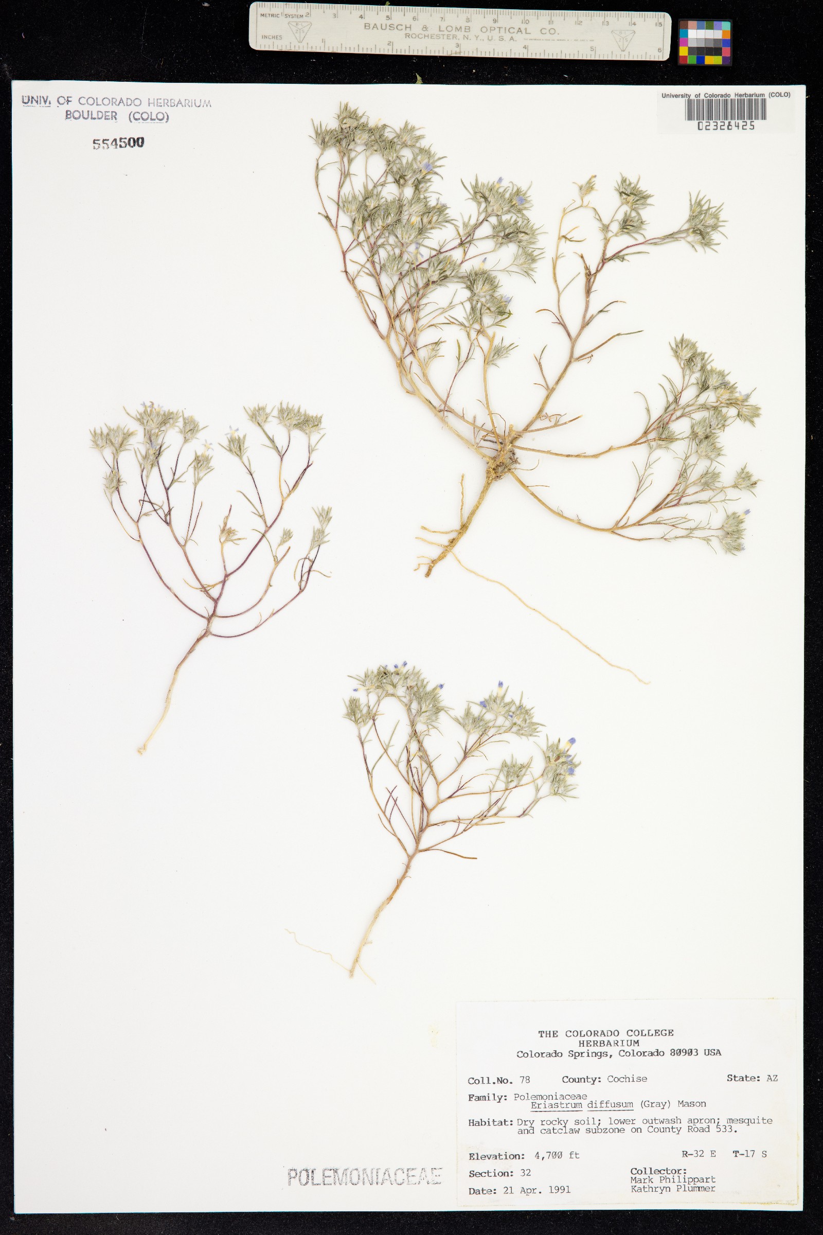 Eriastrum diffusum image