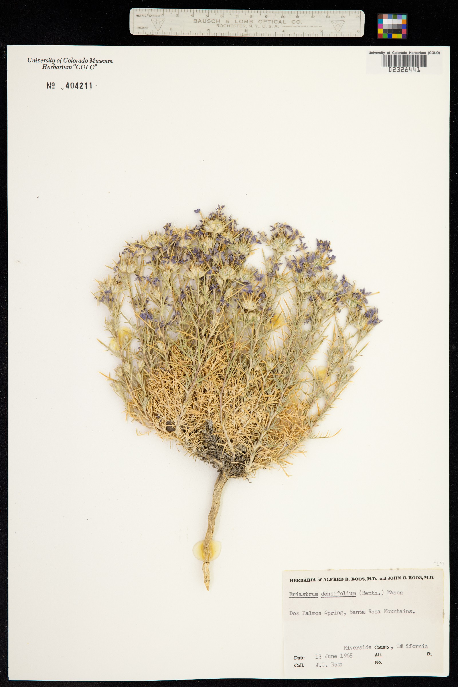Eriastrum densifolium image