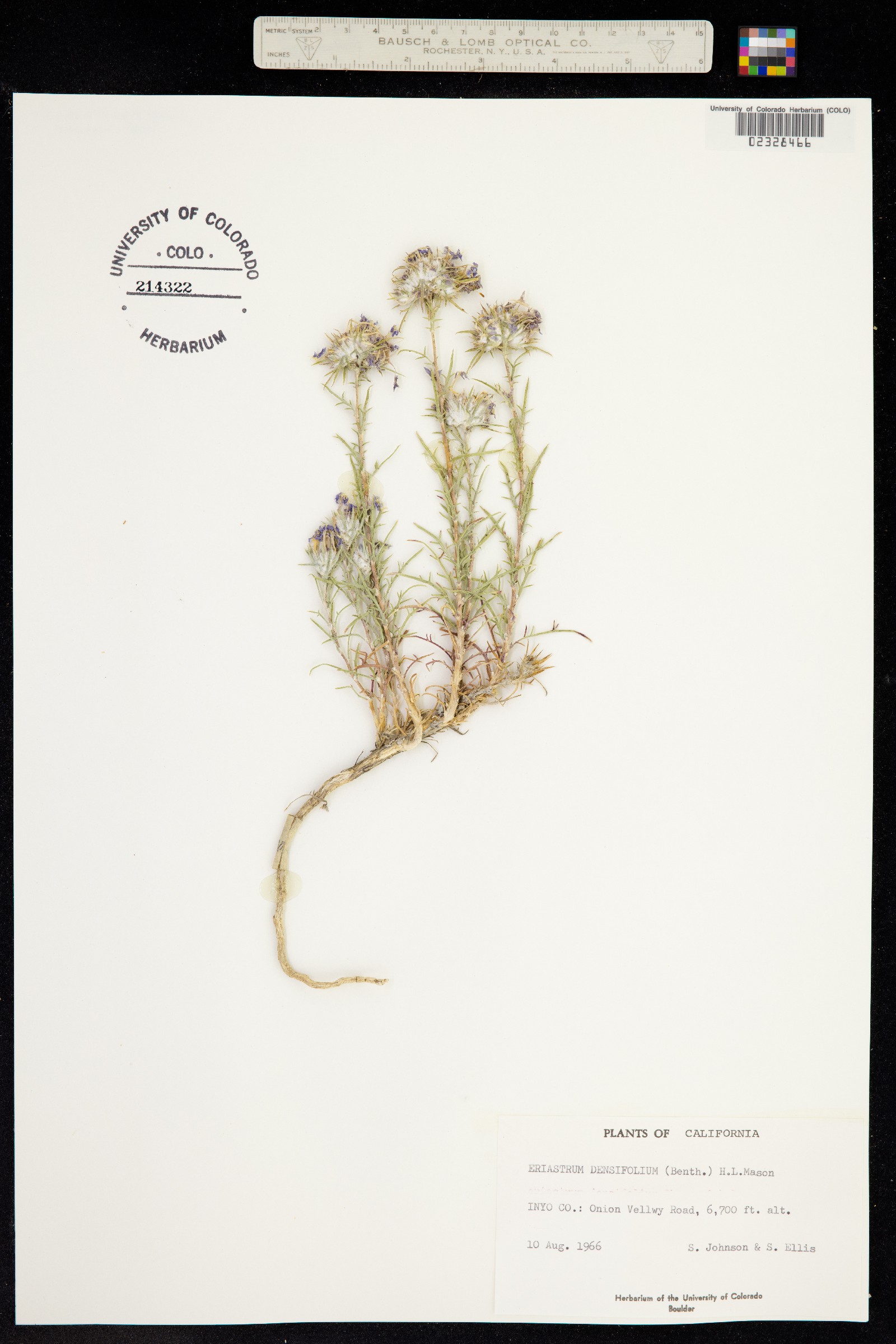 Eriastrum densifolium image