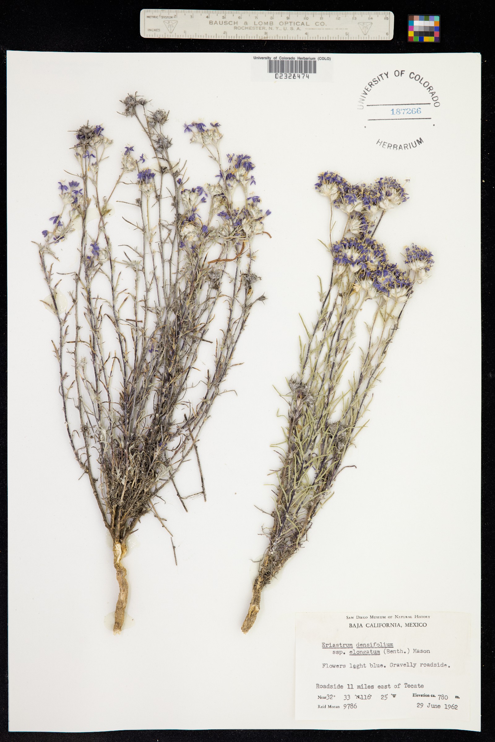 Eriastrum densifolium image