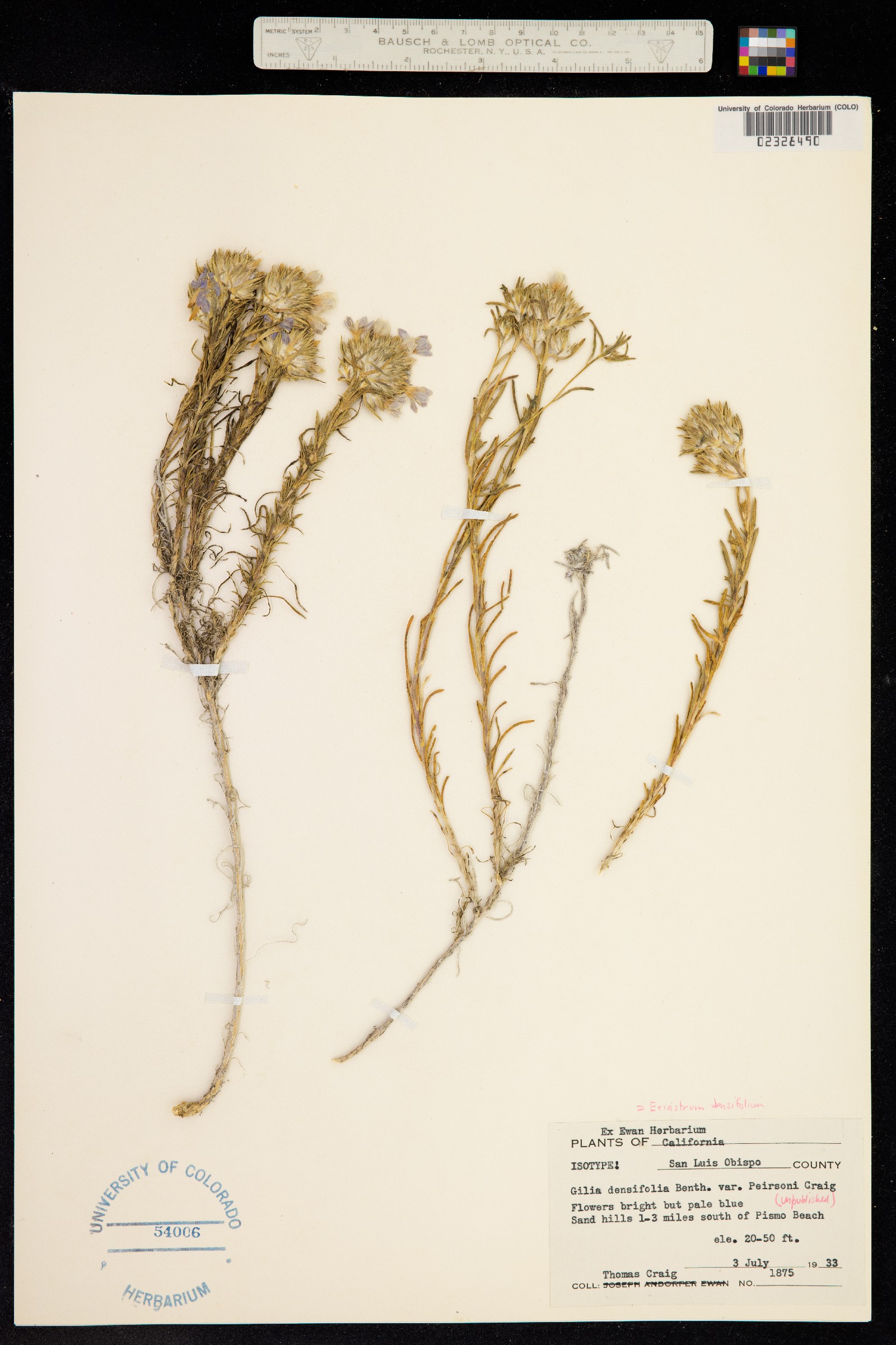 Eriastrum densifolium image