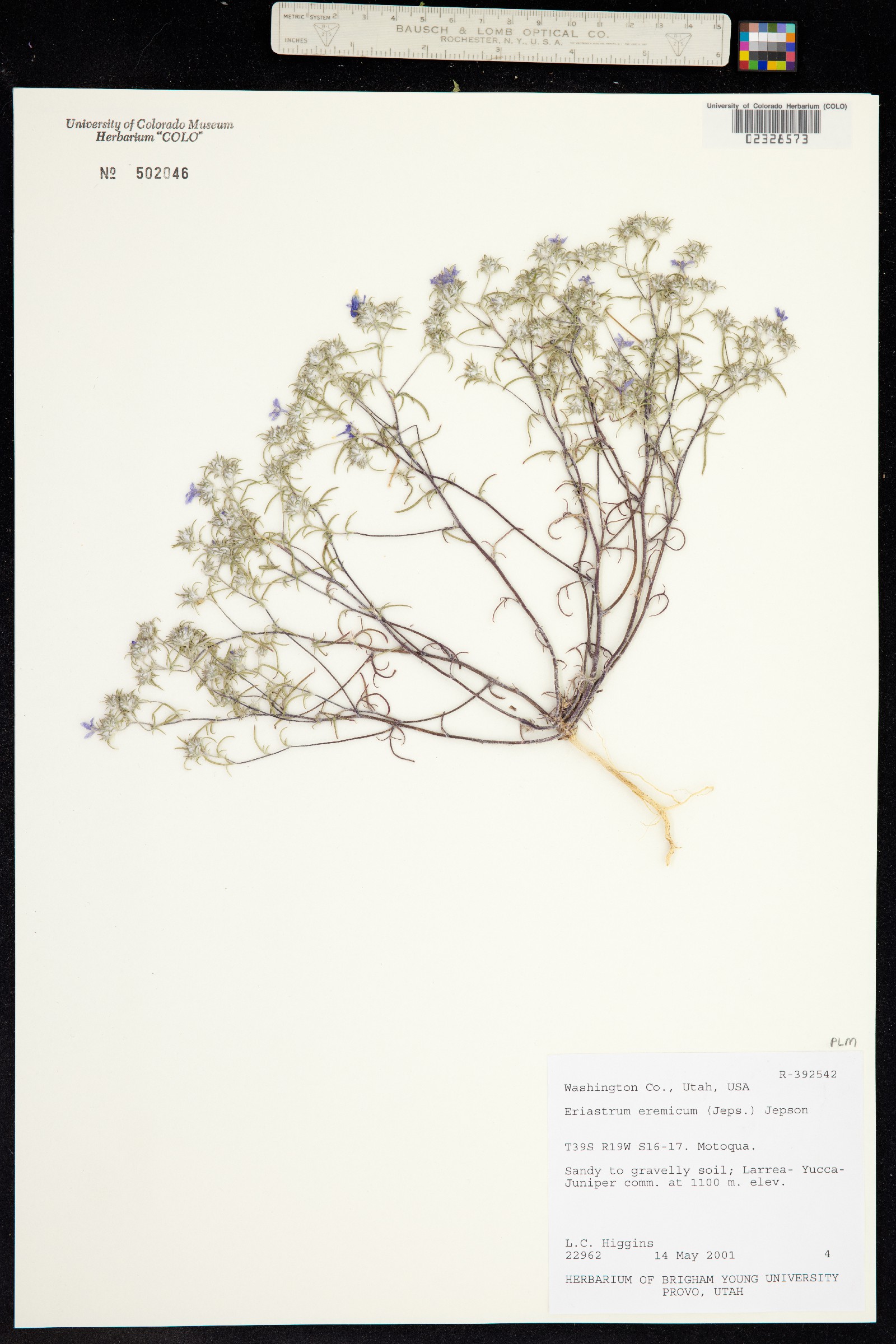 Eriastrum eremicum image
