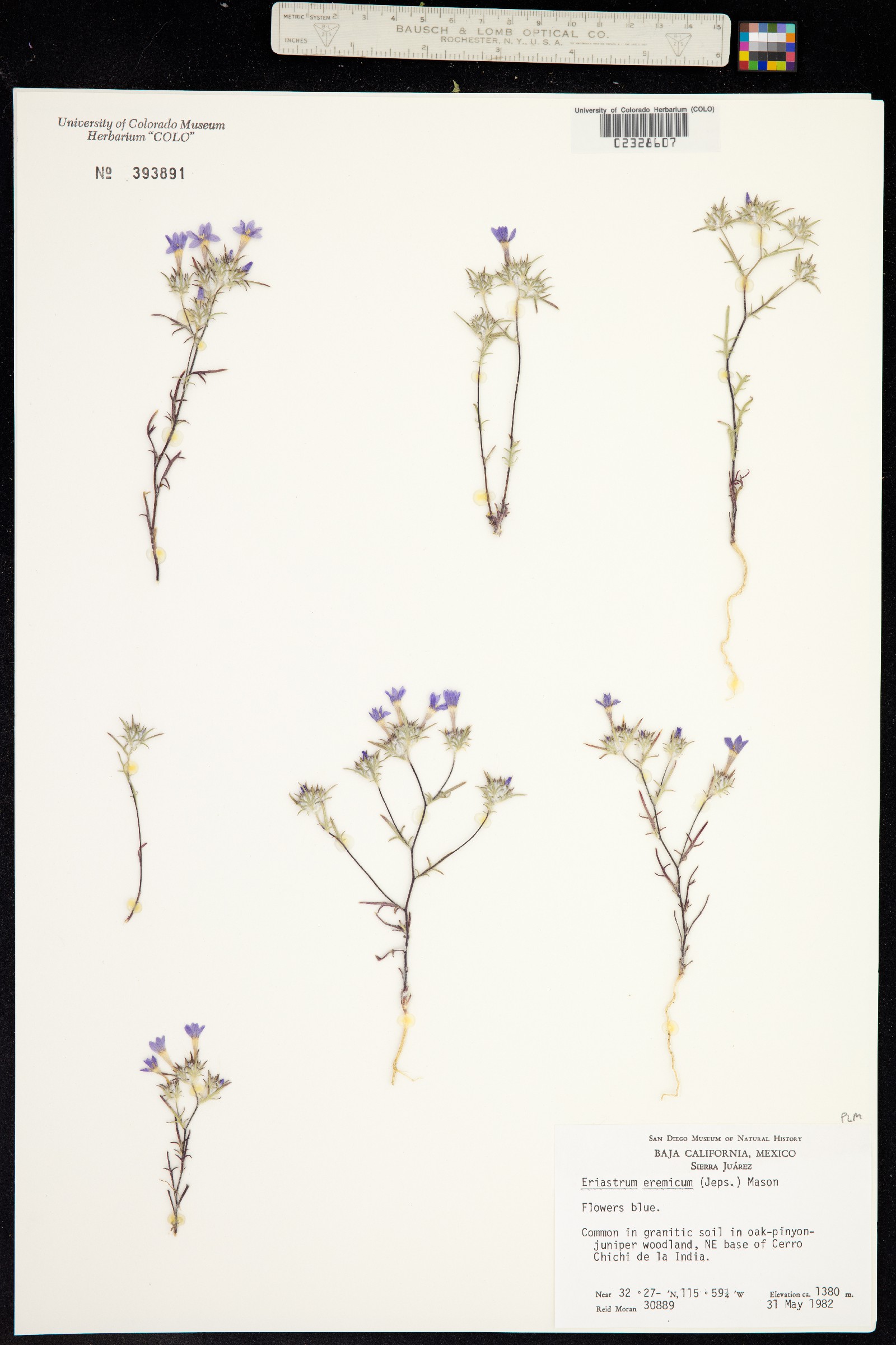 Eriastrum eremicum image