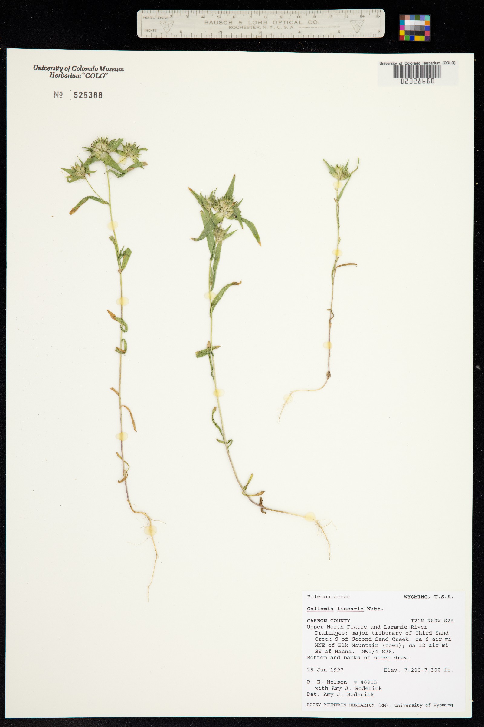 Collomia linearis image