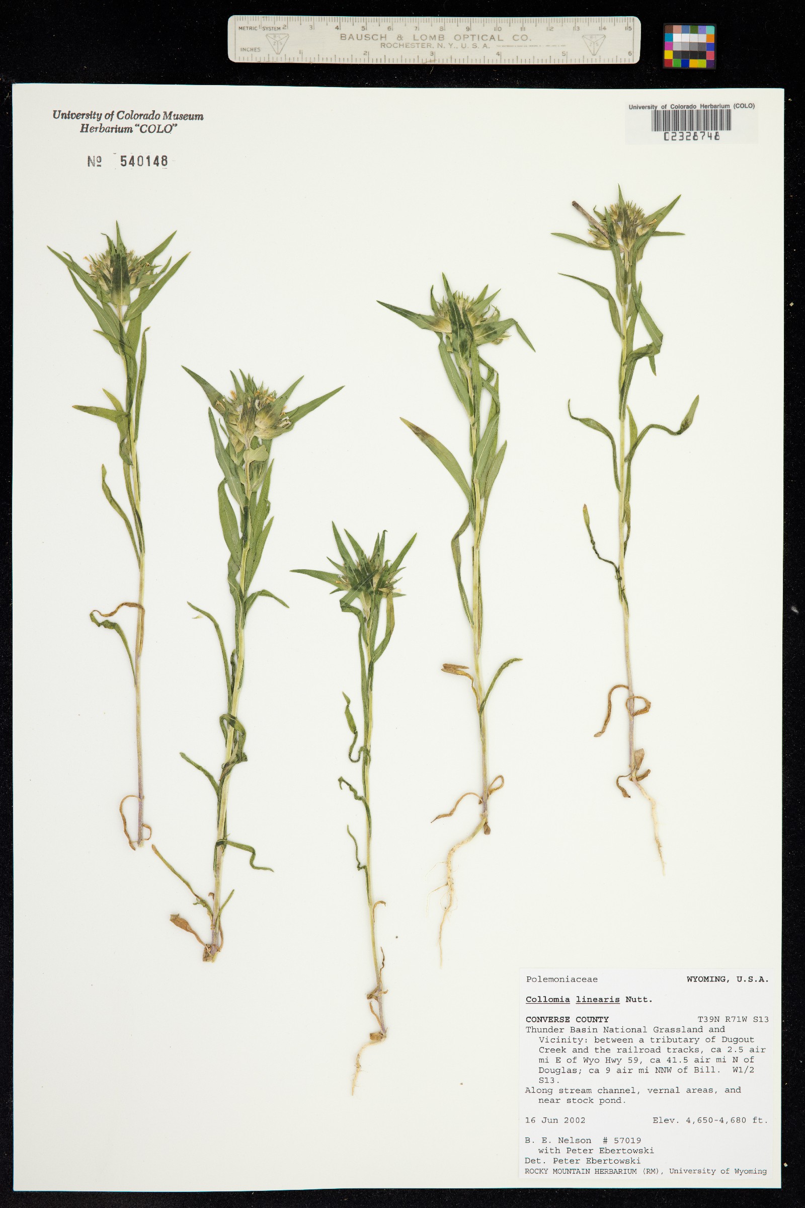 Collomia linearis image