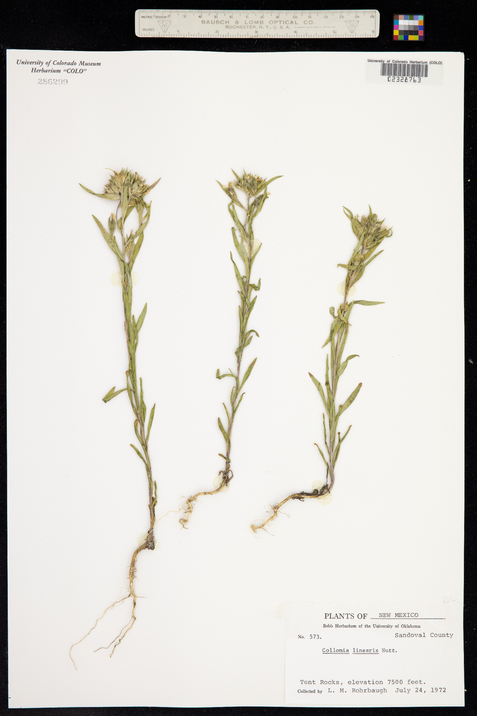 Collomia linearis image