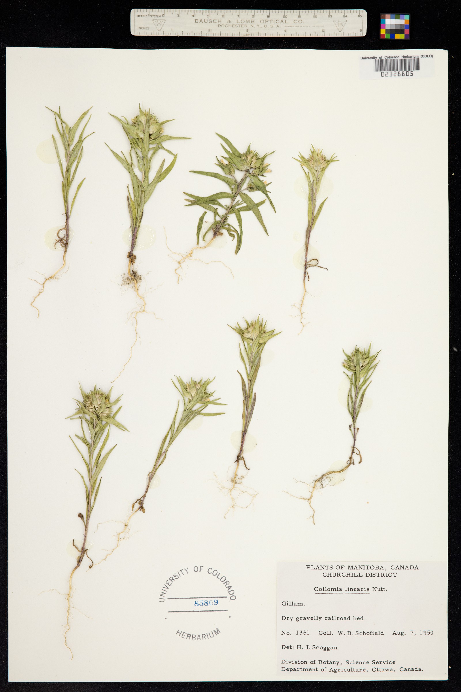 Collomia linearis image