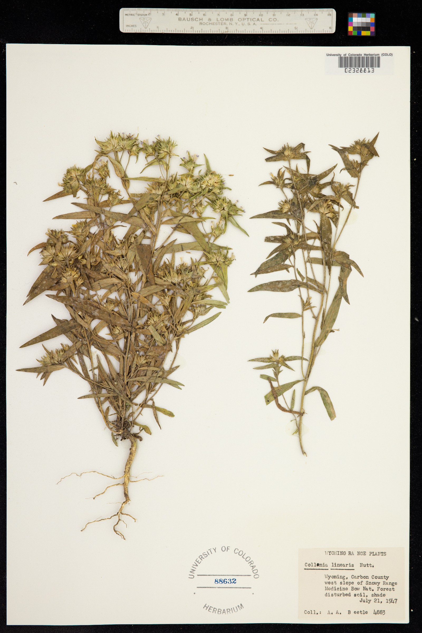 Collomia linearis image