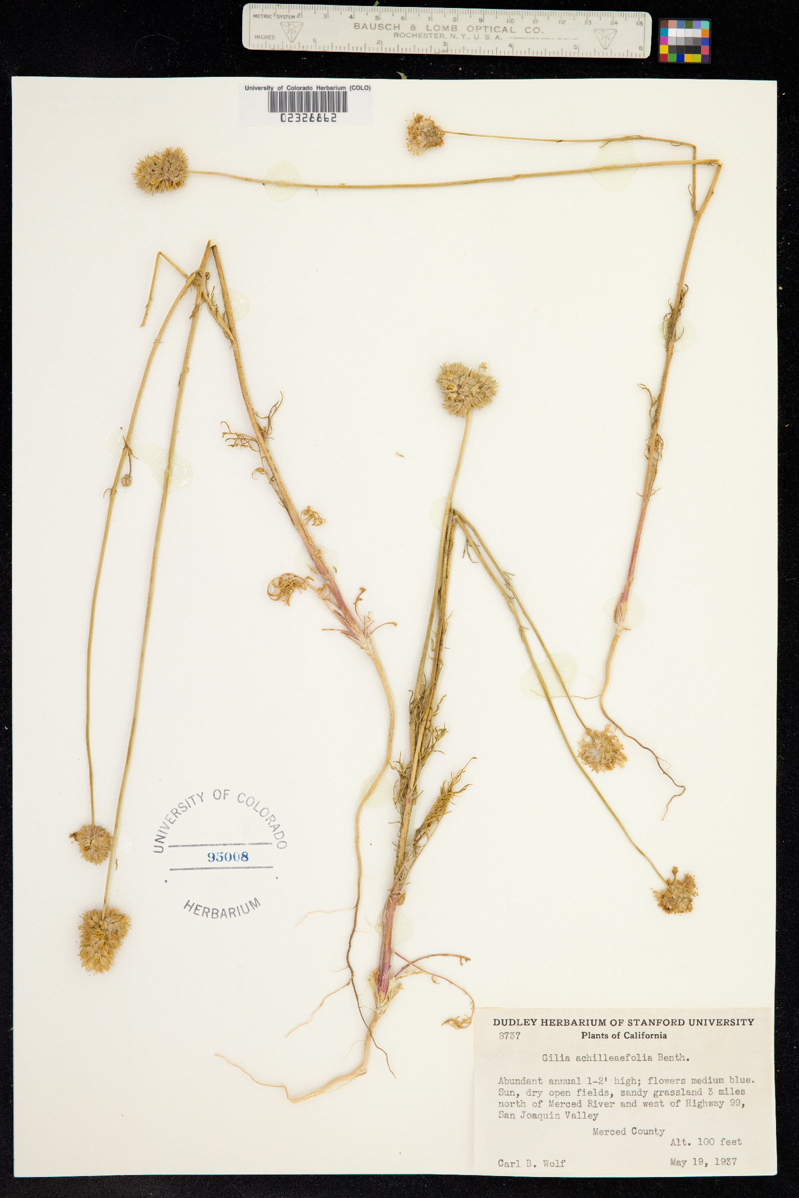 Gilia achilleifolia image