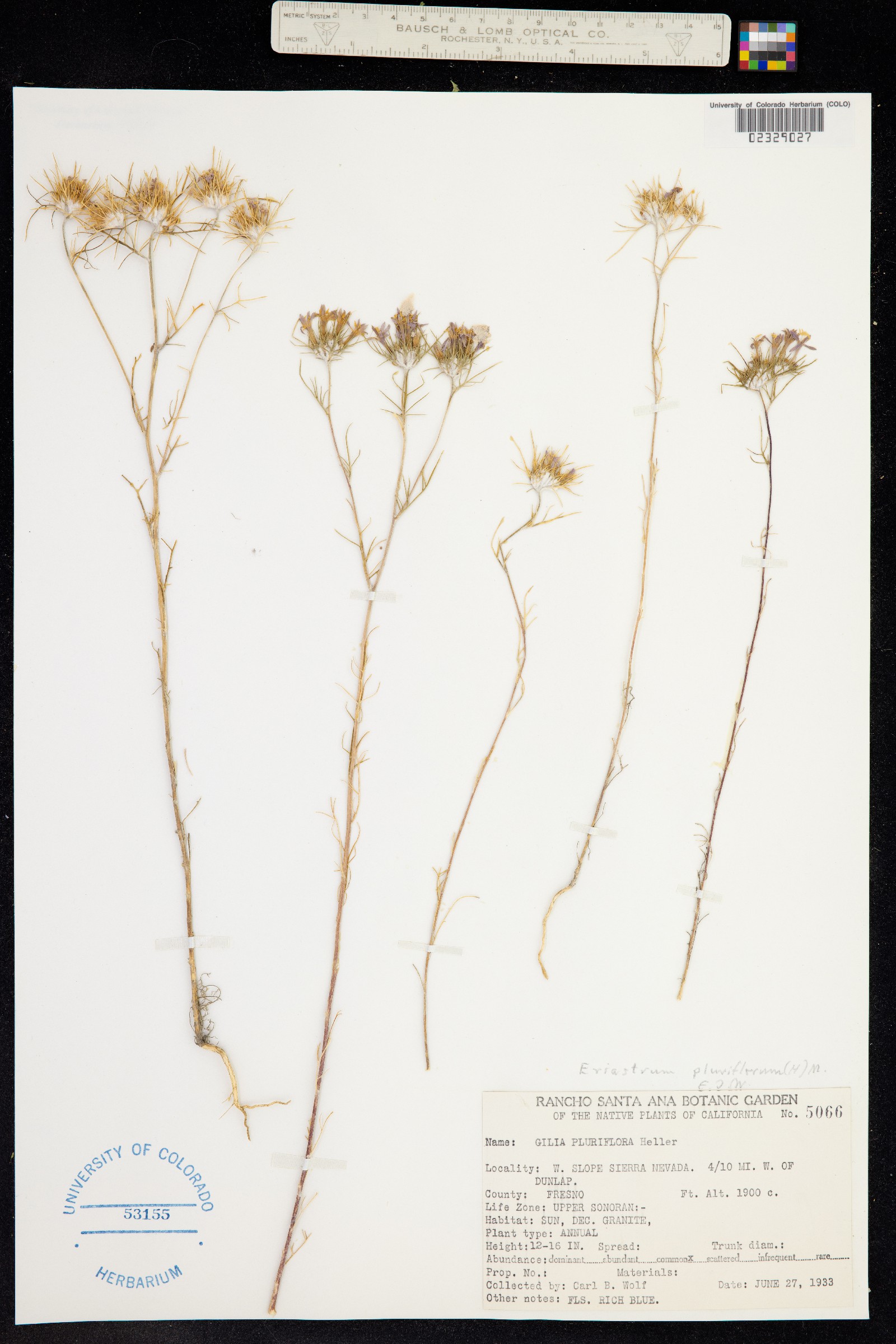 Eriastrum pluriflorum image