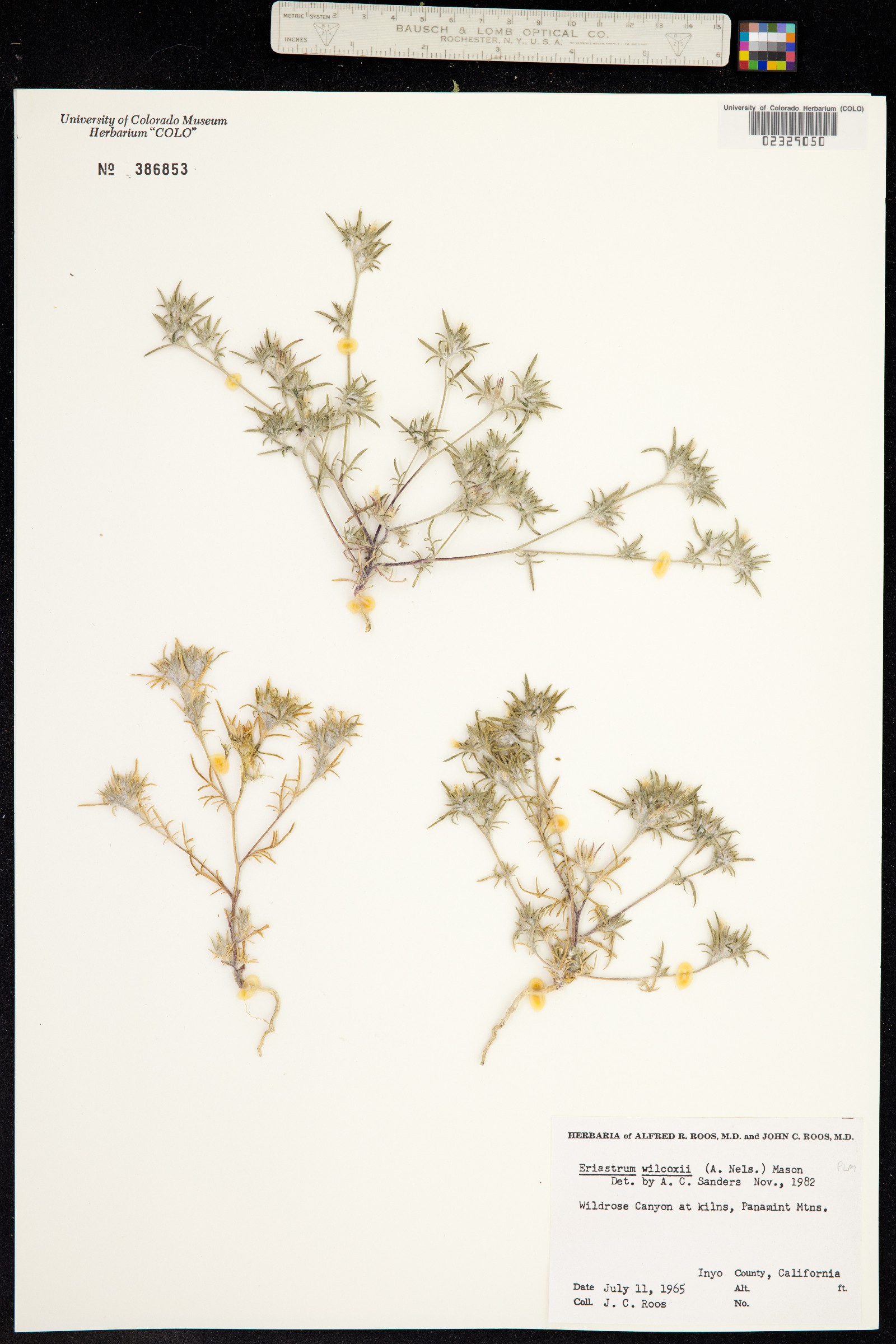 Eriastrum wilcoxii image