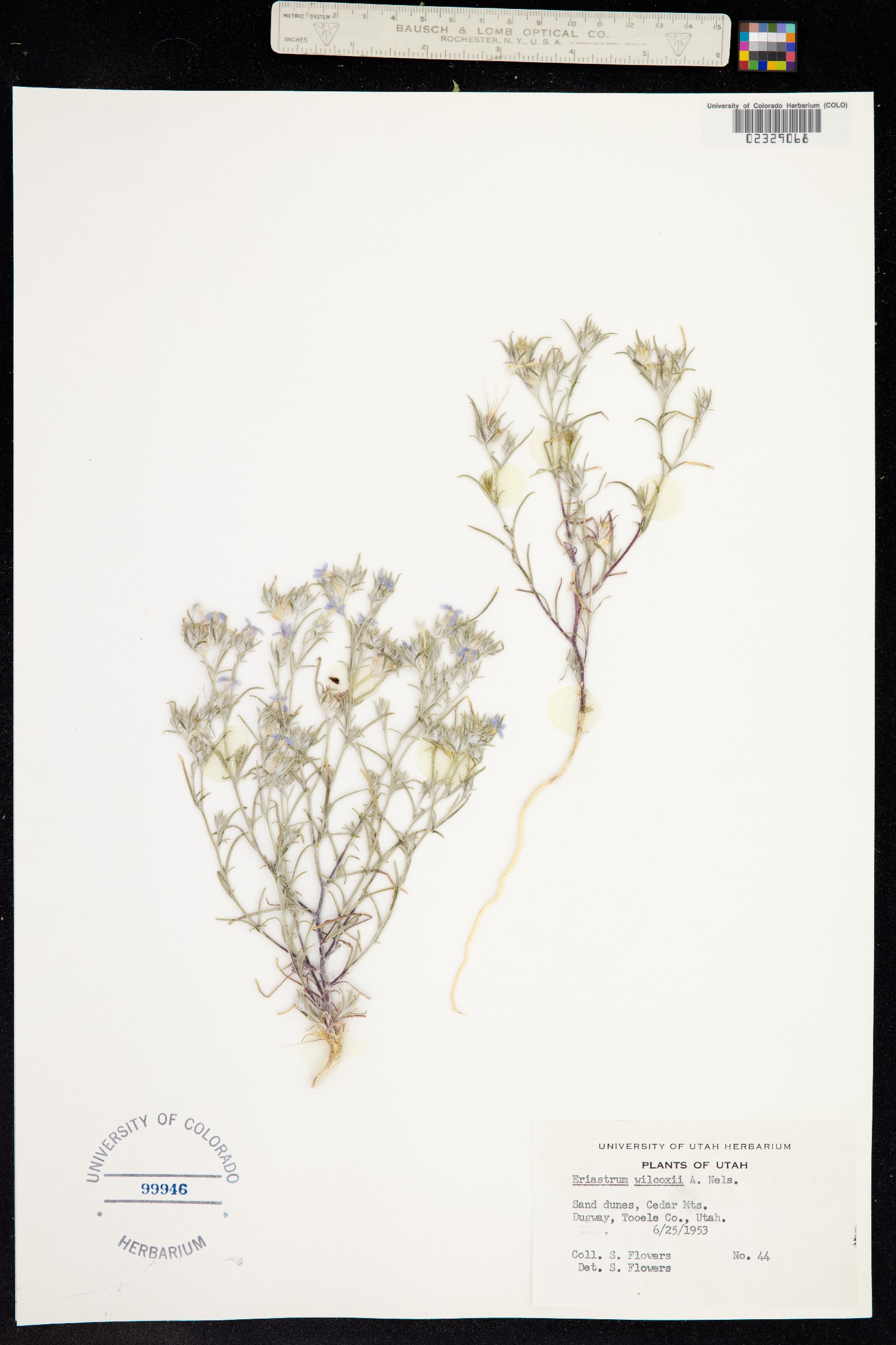 Eriastrum wilcoxii image