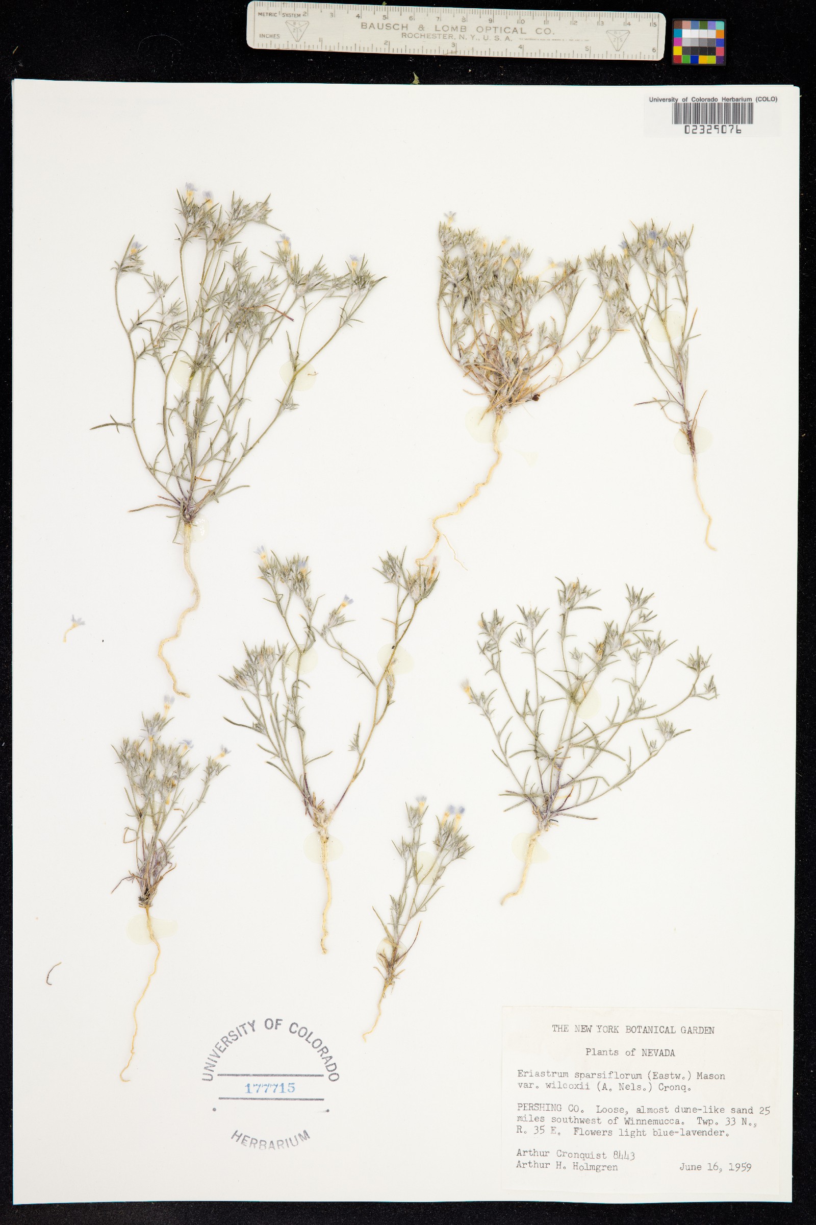 Eriastrum wilcoxii image