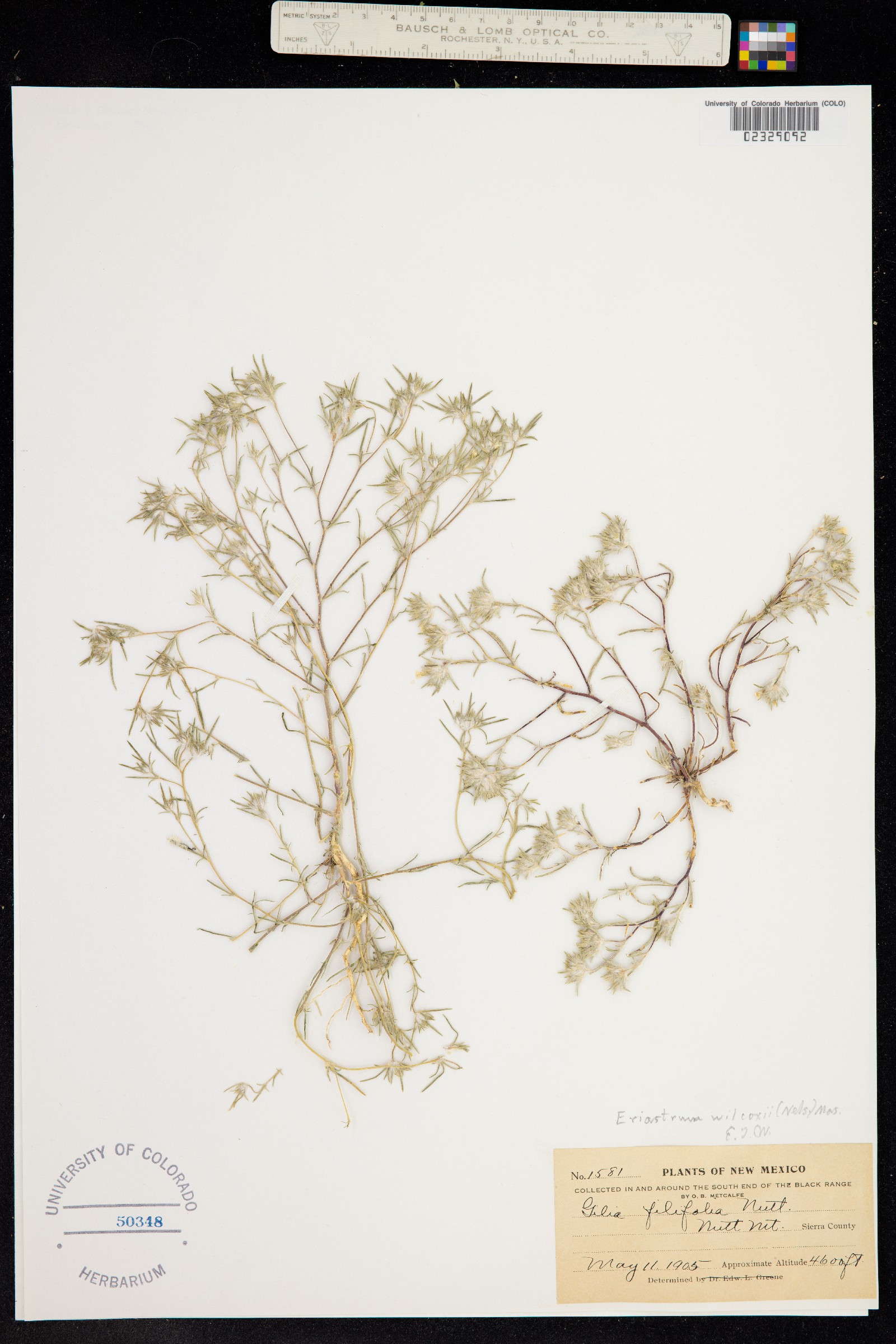 Eriastrum wilcoxii image