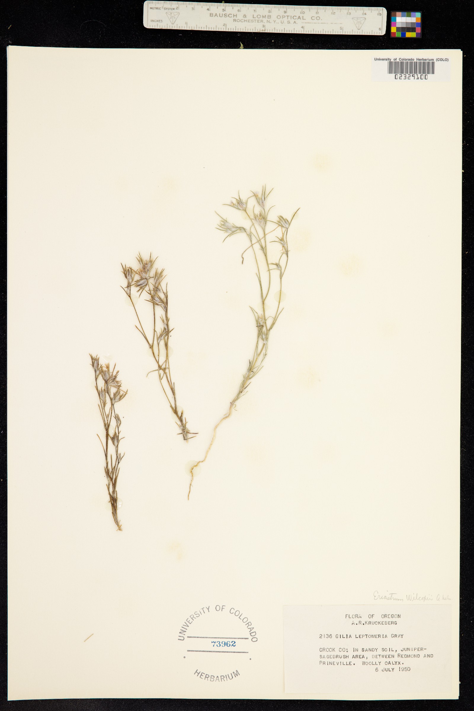 Eriastrum wilcoxii image