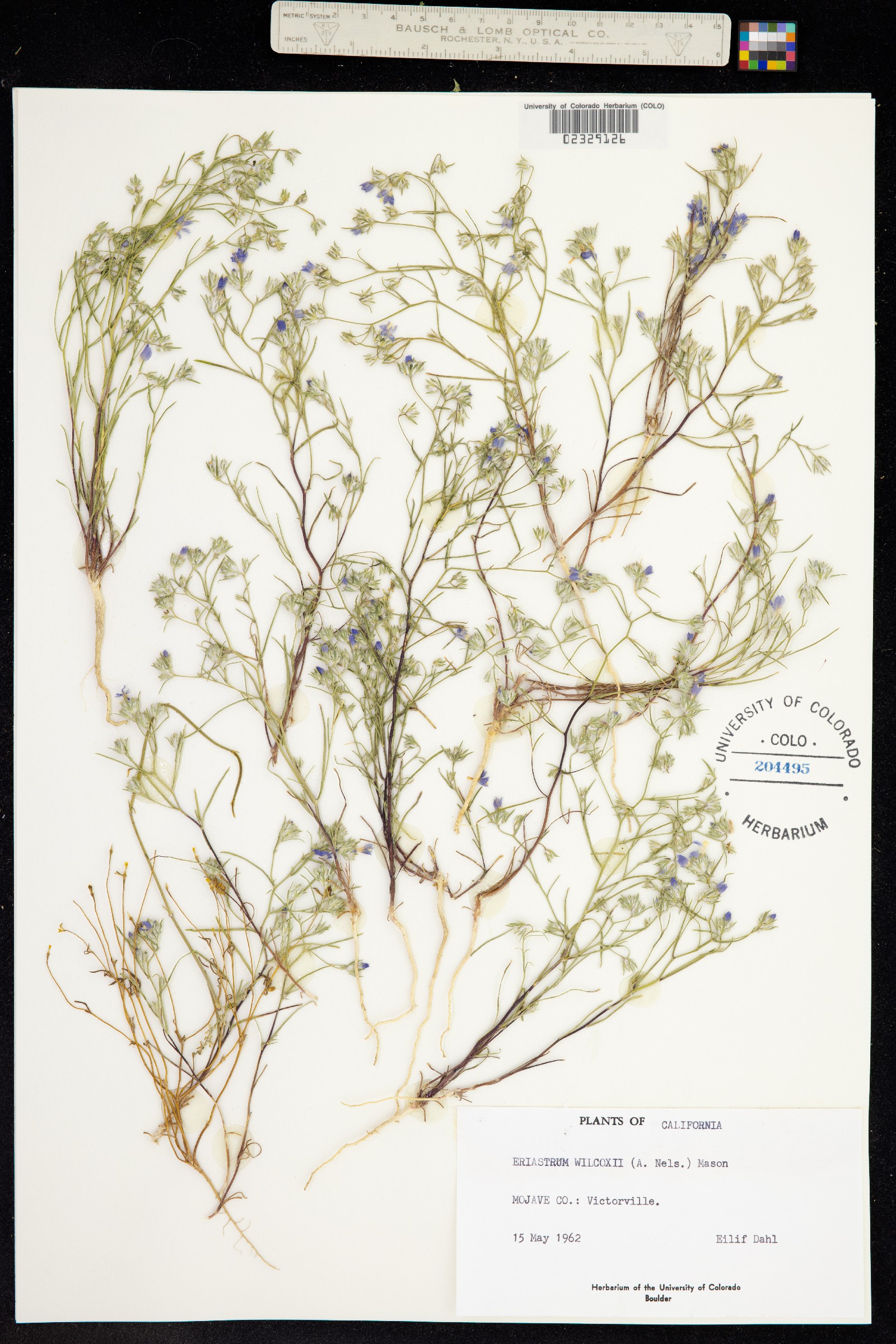 Eriastrum wilcoxii image