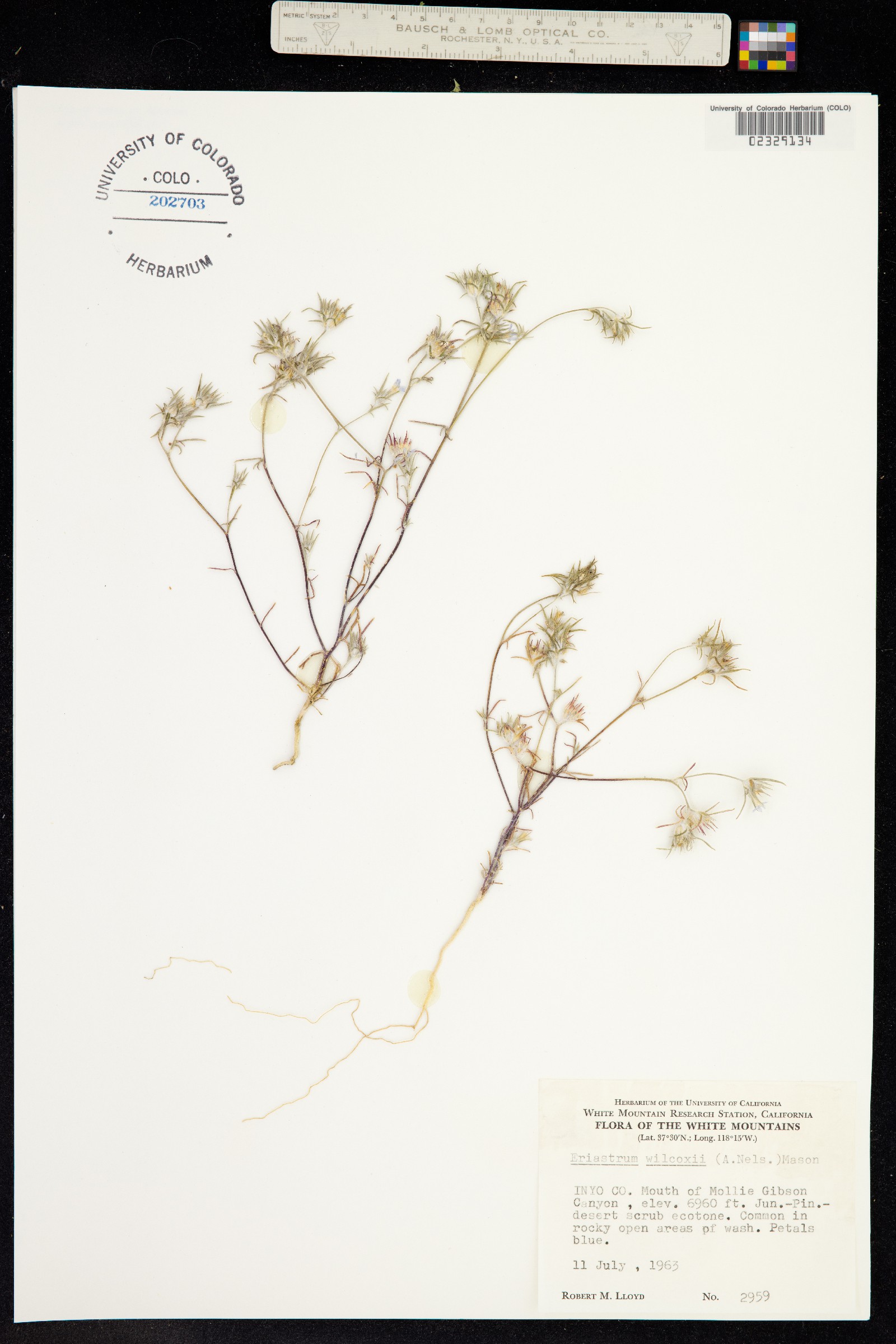 Eriastrum wilcoxii image