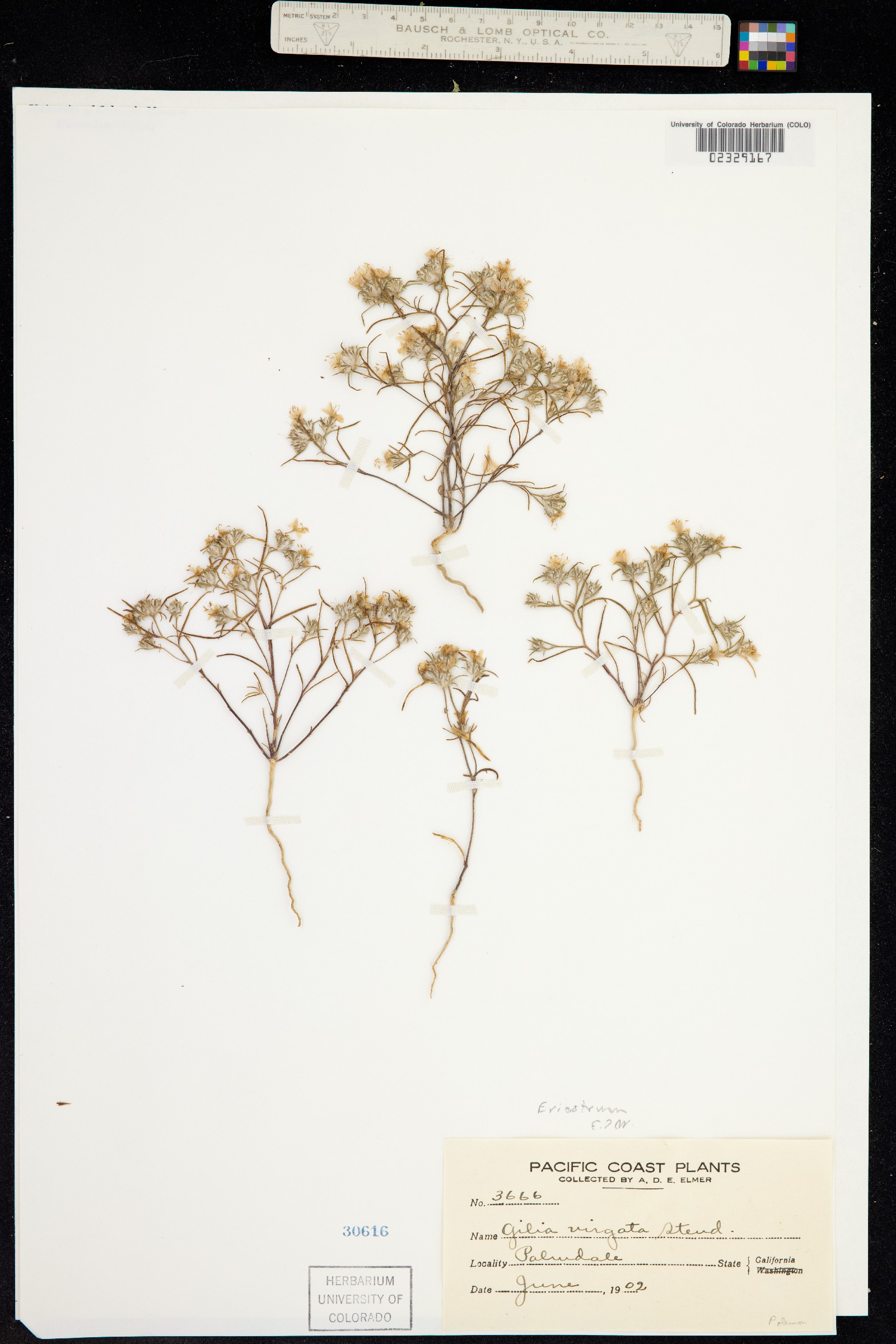 Eriastrum virgatum image