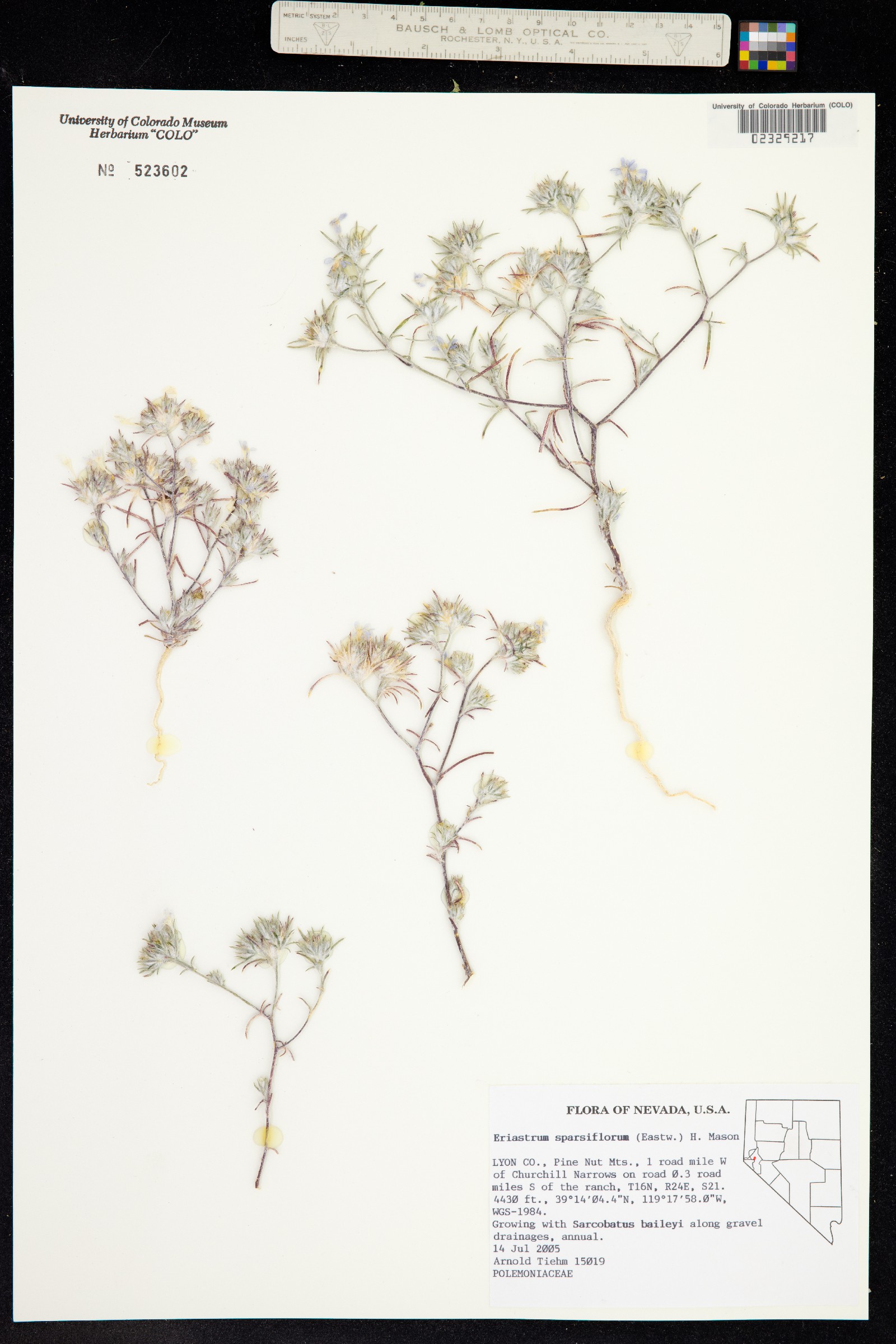 Eriastrum sparsiflorum image