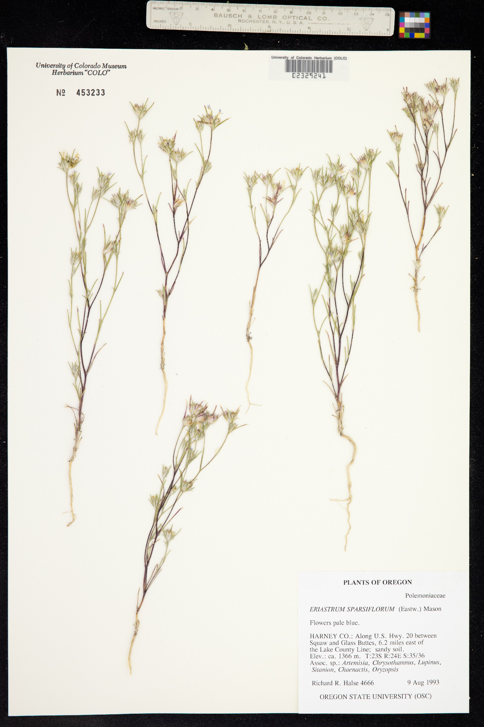 Eriastrum sparsiflorum image