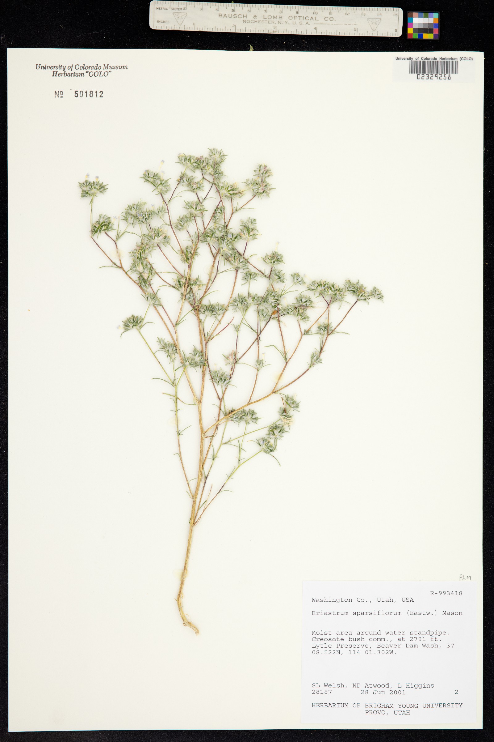 Eriastrum image