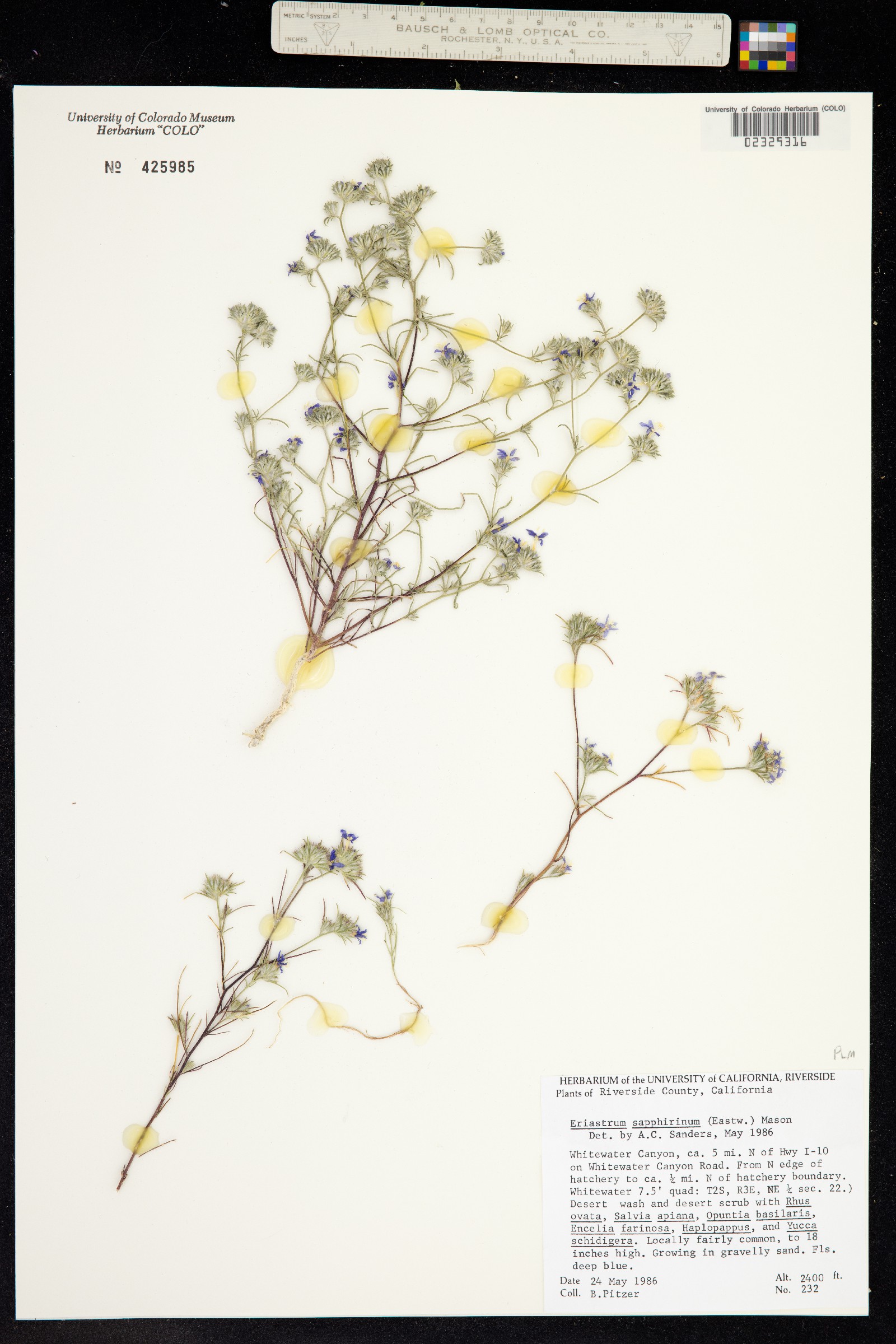 Eriastrum sapphirinum image