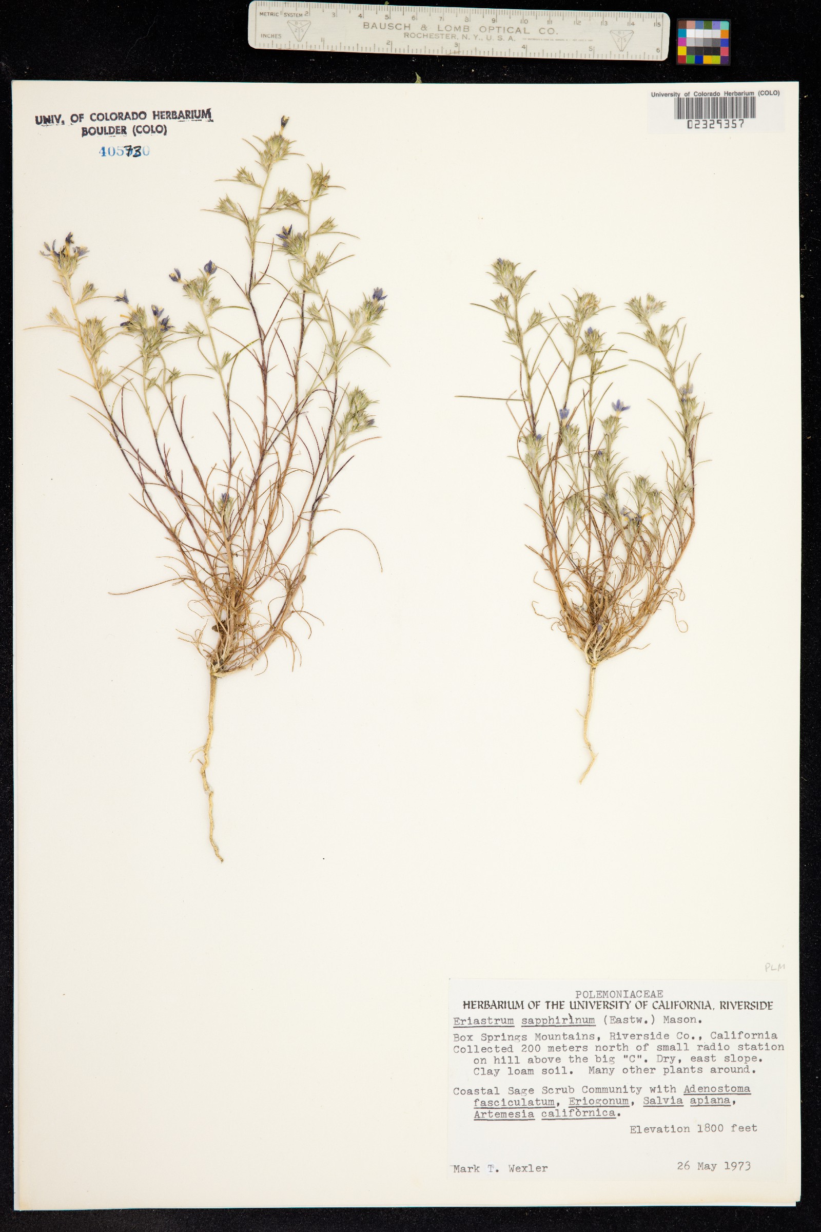 Eriastrum sapphirinum image