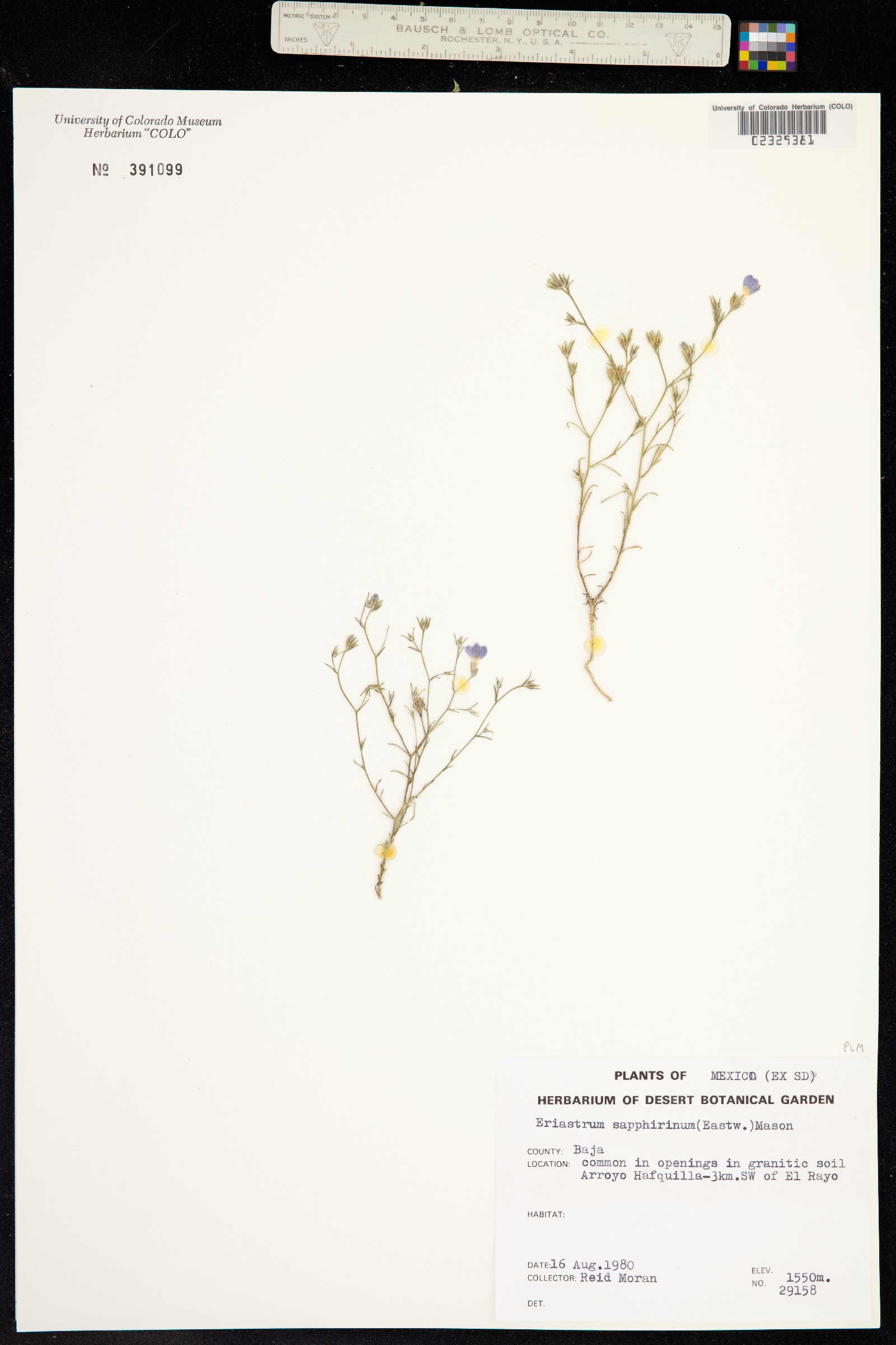 Eriastrum sapphirinum image