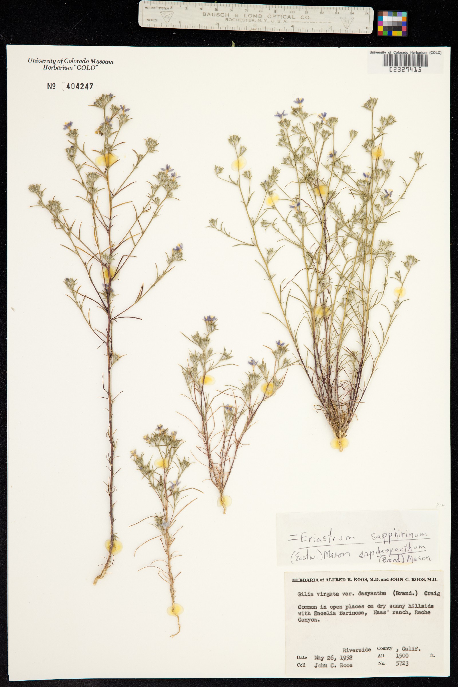 Eriastrum sapphirinum image