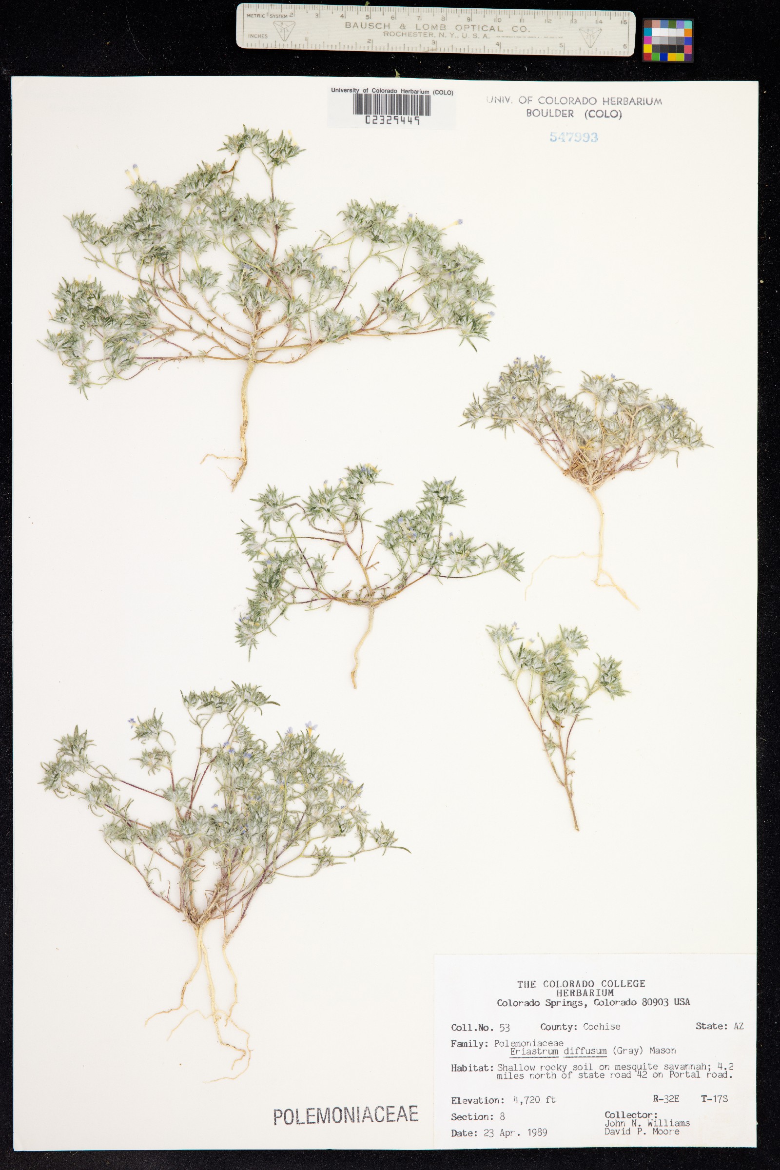 Eriastrum diffusum image