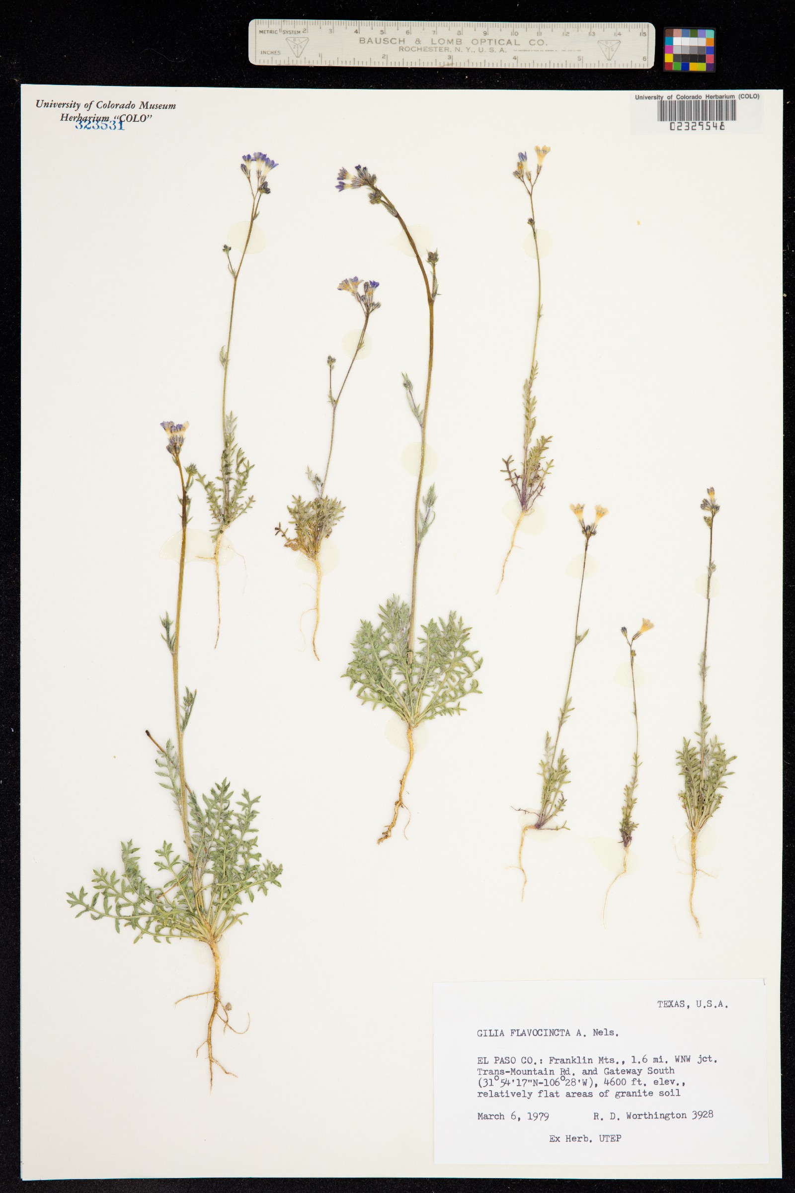 Gilia flavocincta image