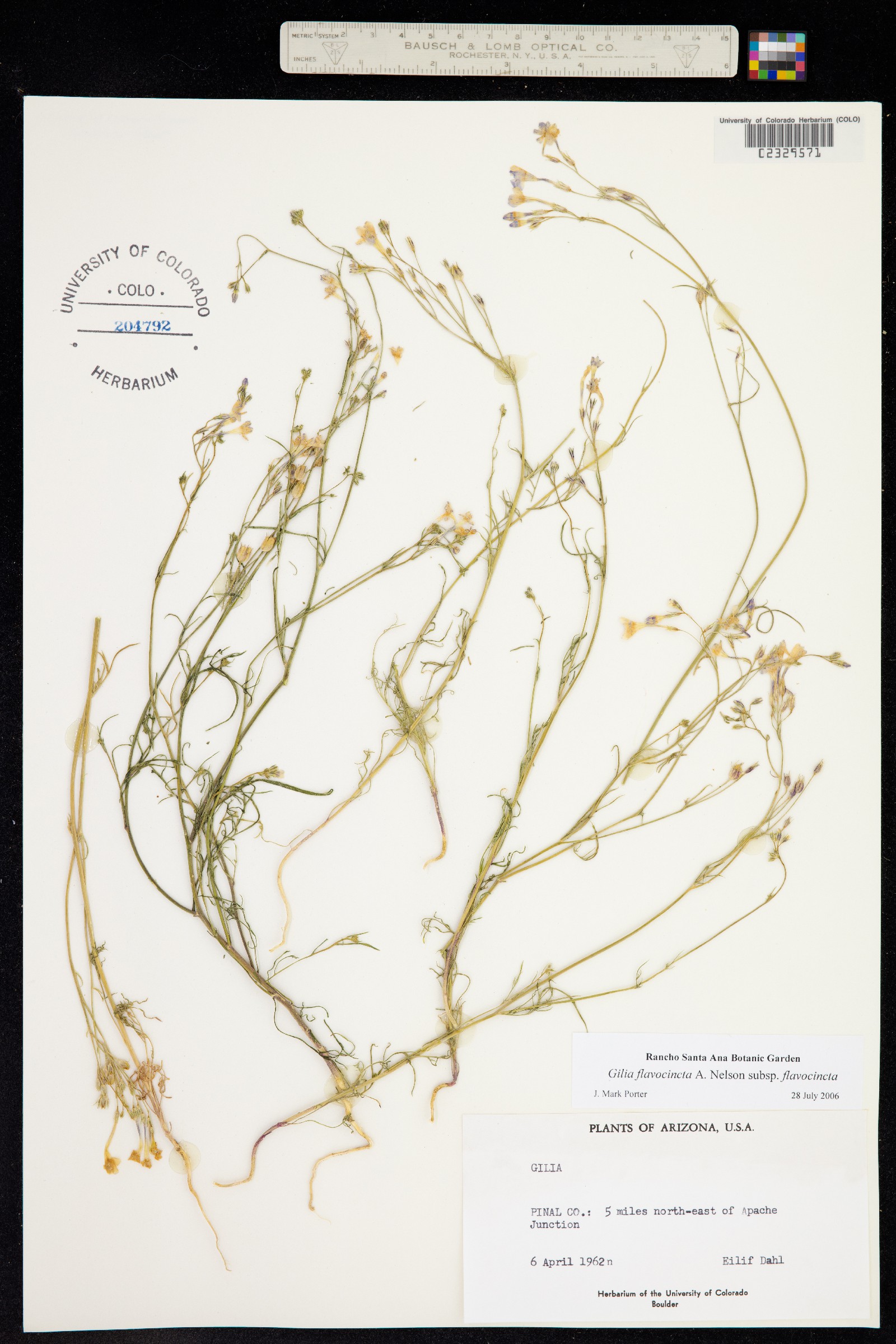 Gilia flavocincta ssp. flavocincta image