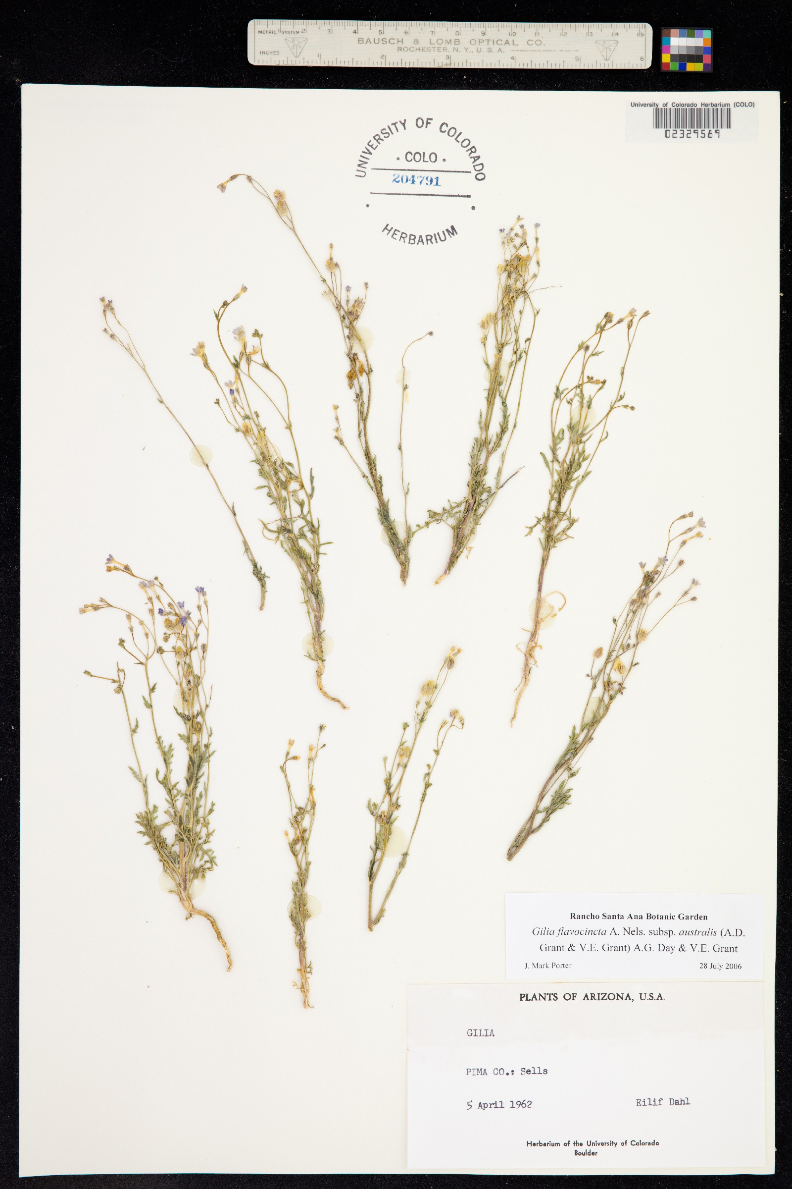 Gilia flavocincta ssp. australis image