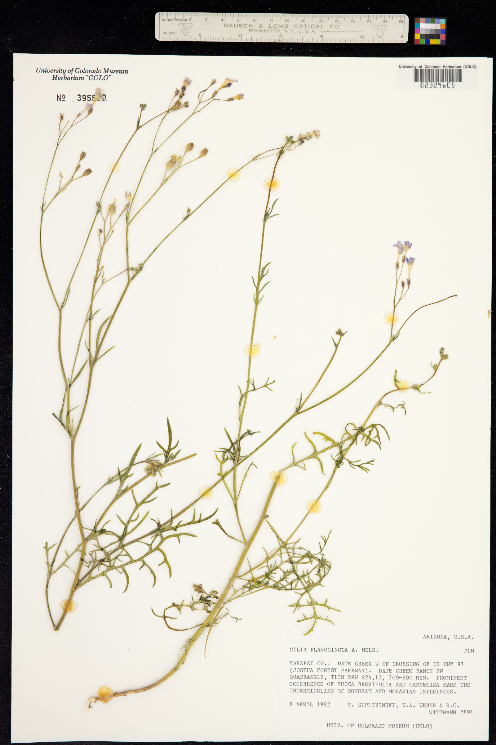 Gilia flavocincta image