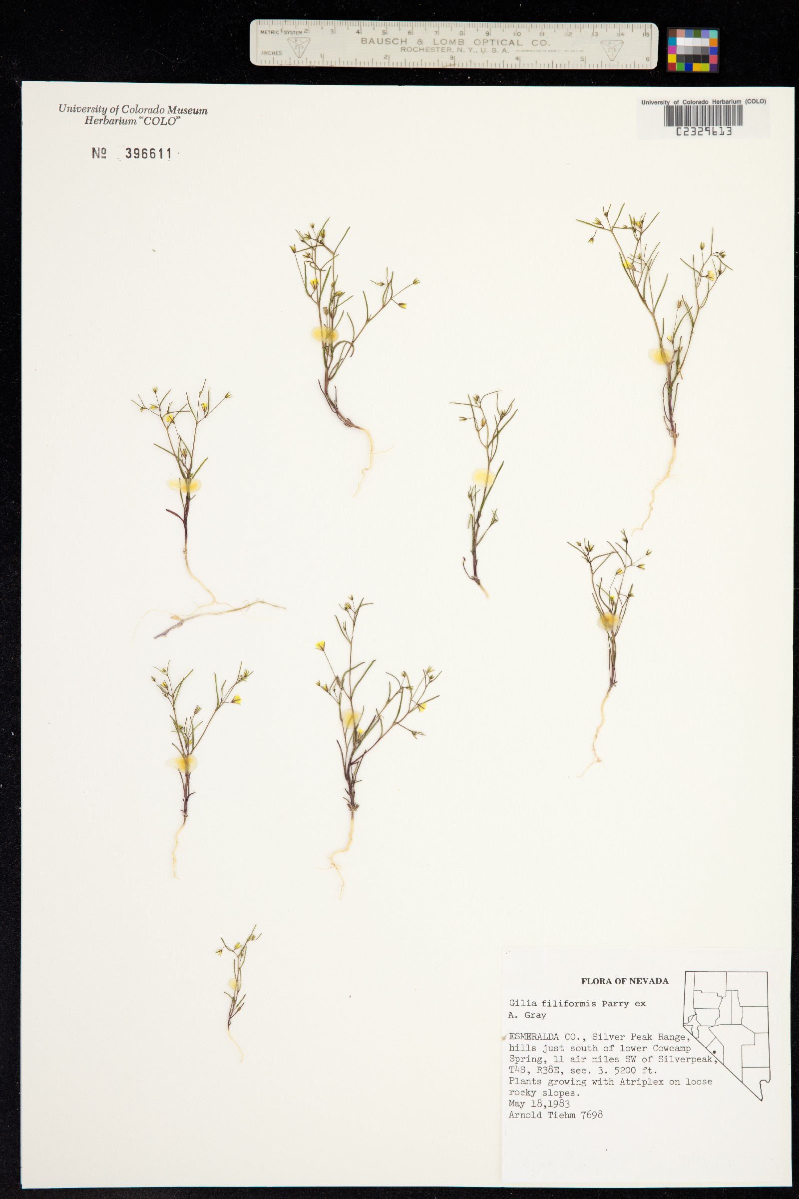 Linanthus filiformis image