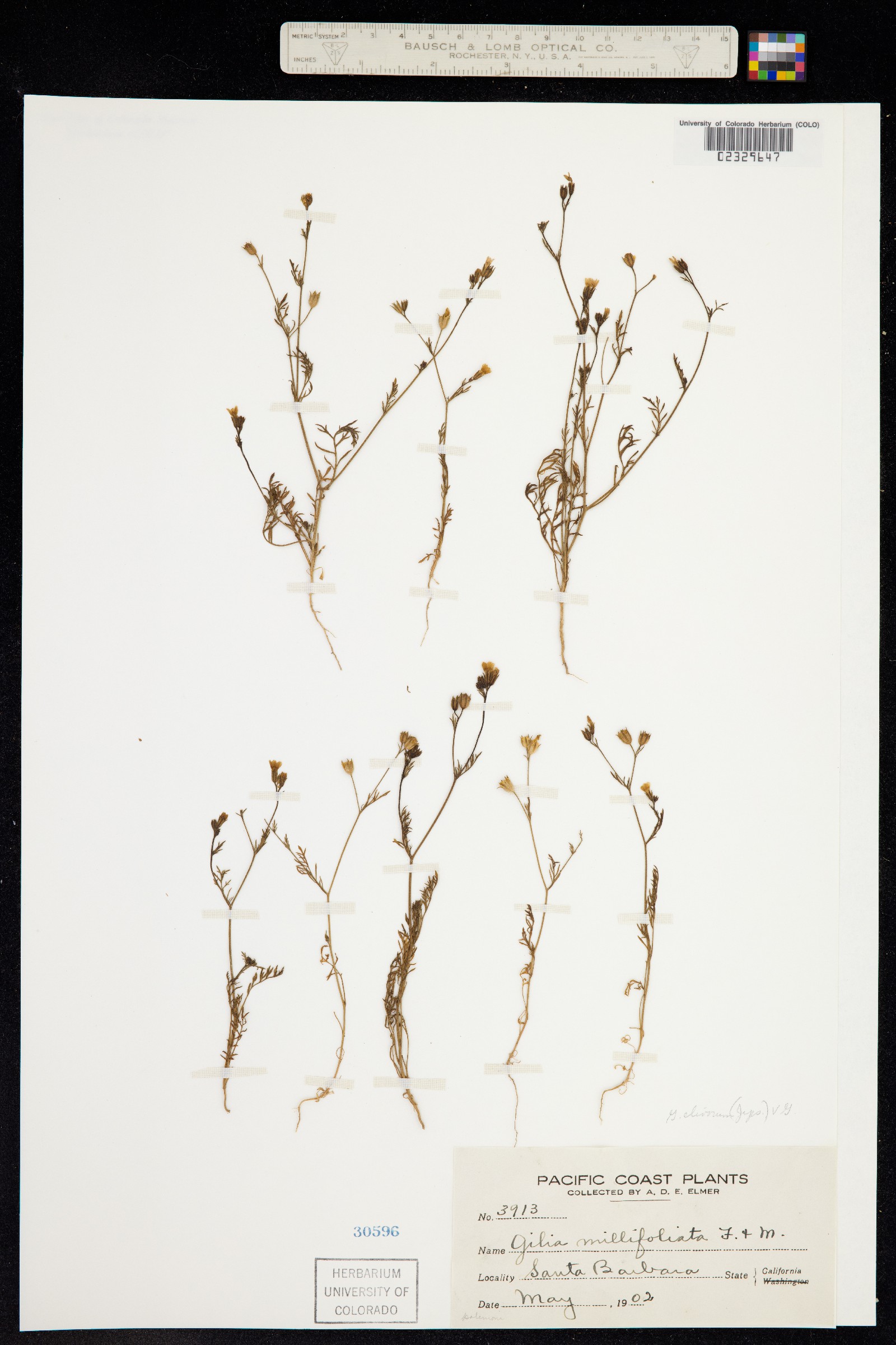 Gilia clivorum image