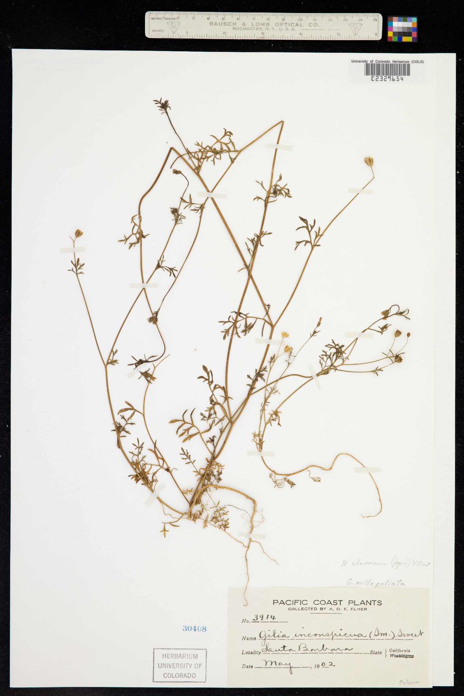 Gilia clivorum image