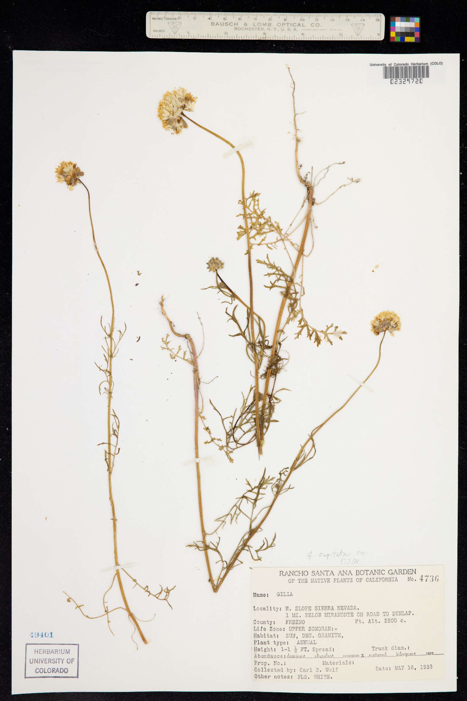 Gilia capitata image