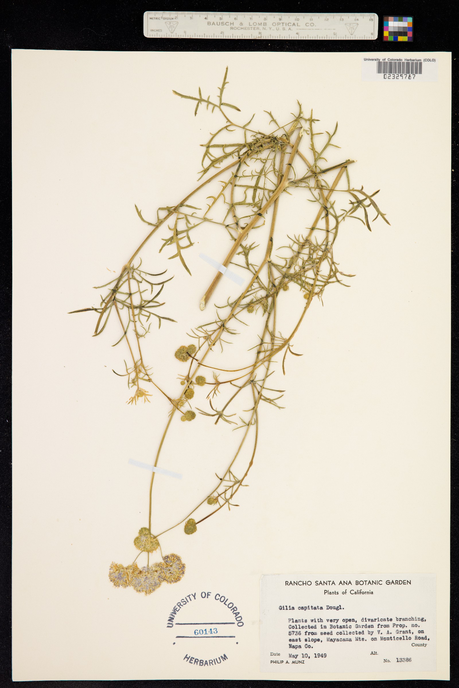 Gilia capitata image