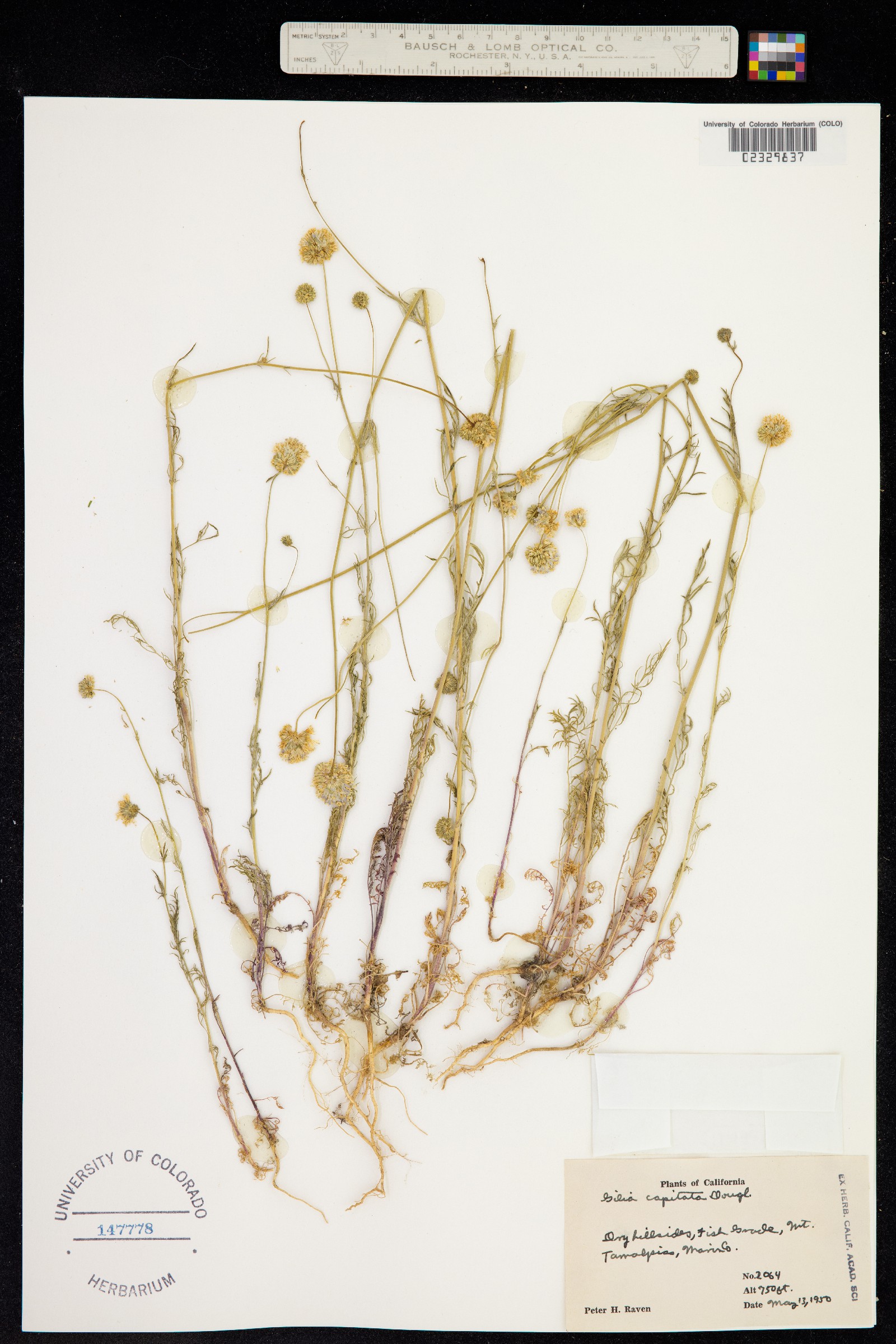 Gilia capitata image
