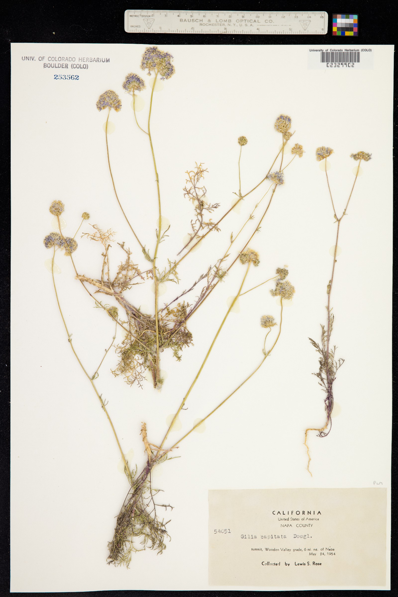 Gilia capitata image