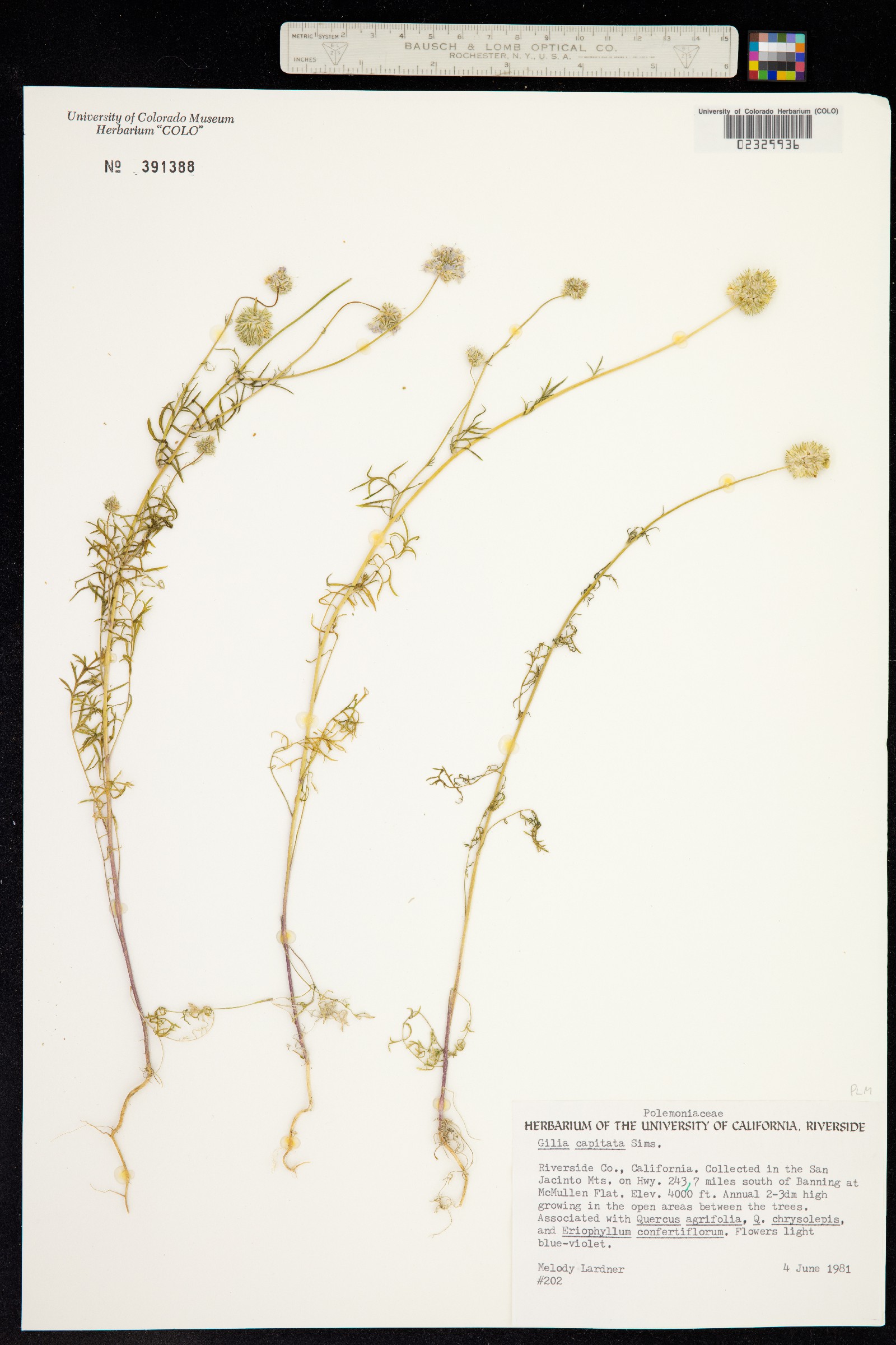 Gilia capitata image