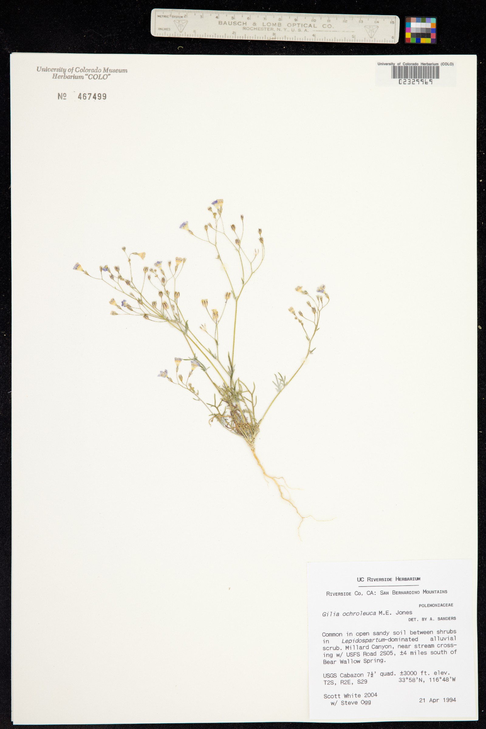 Gilia ochroleuca image