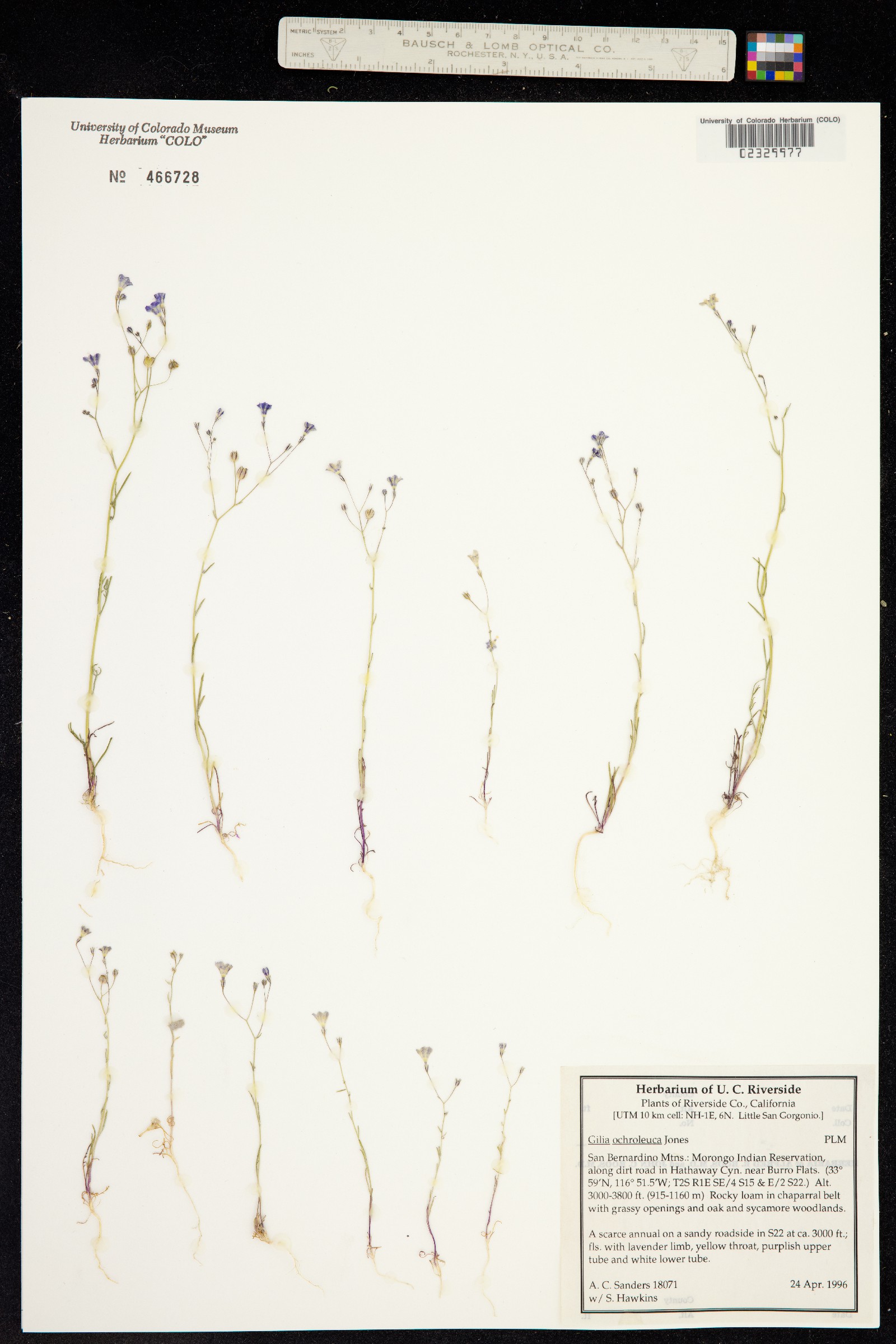 Gilia ochroleuca image