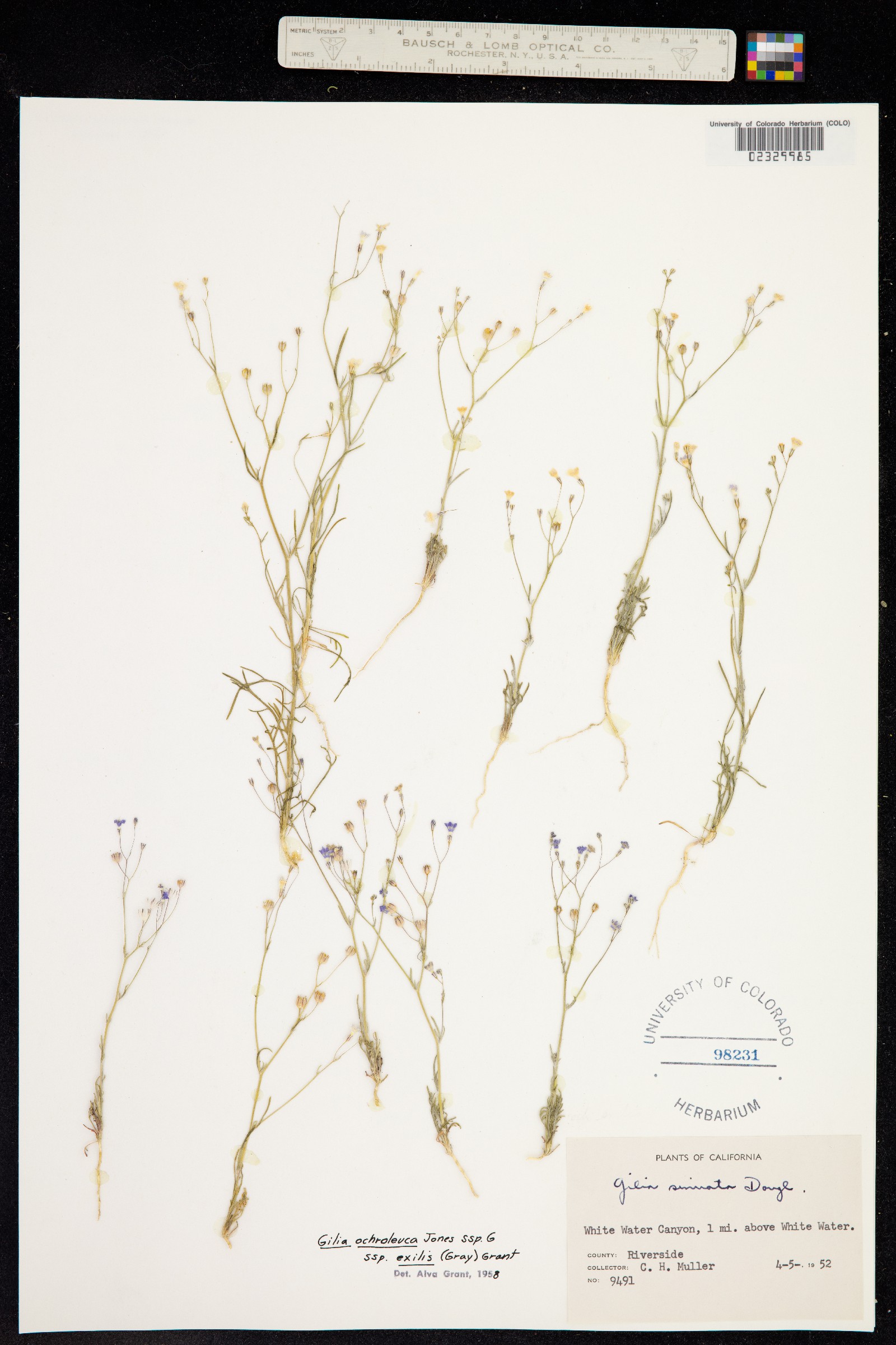 Gilia ochroleuca image