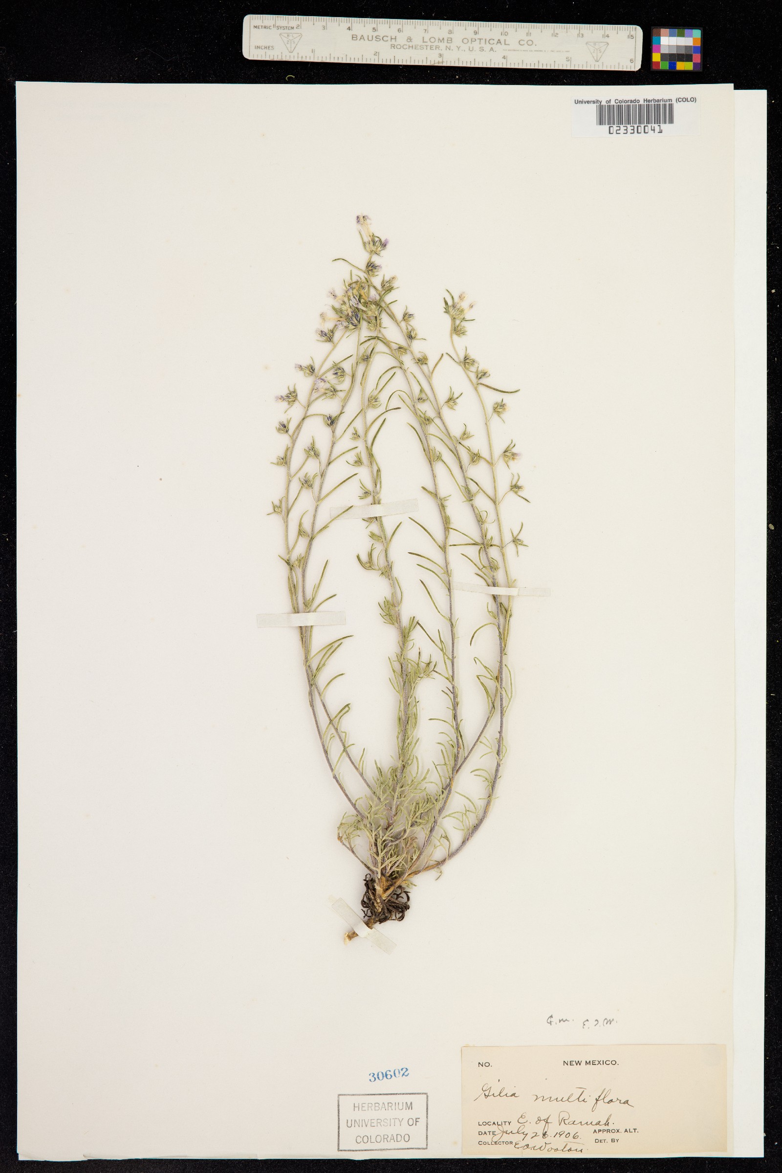 Ipomopsis multiflora image